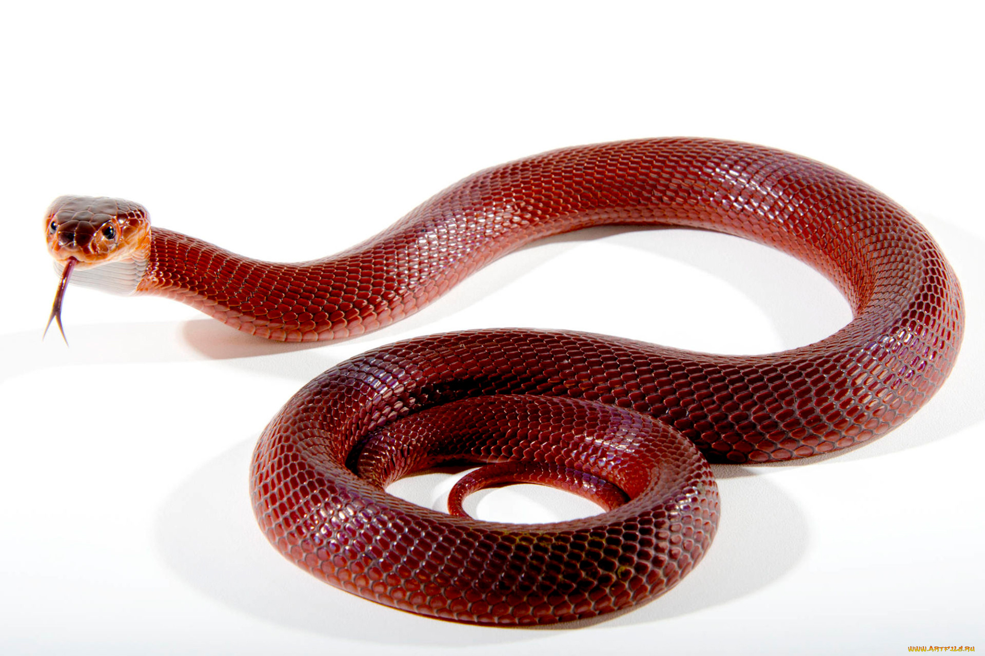 животные, змеи, , питоны, , кобры, змея, пресмыкающиеся, чешуйчатые, хордовые