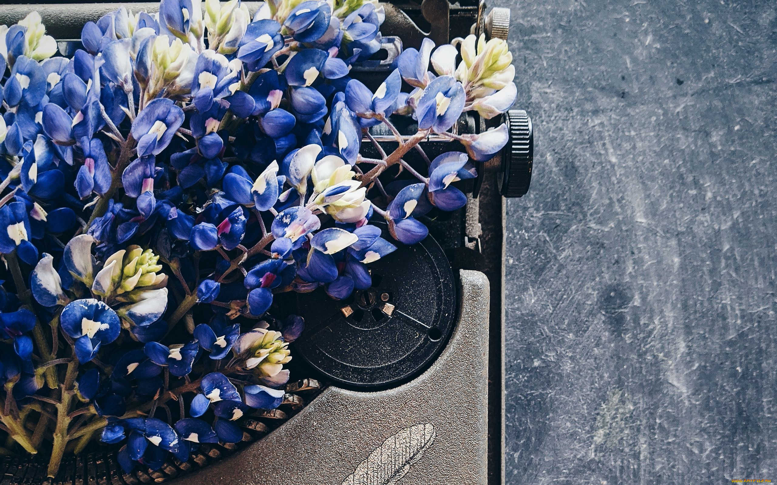 цветы, люпин, синий