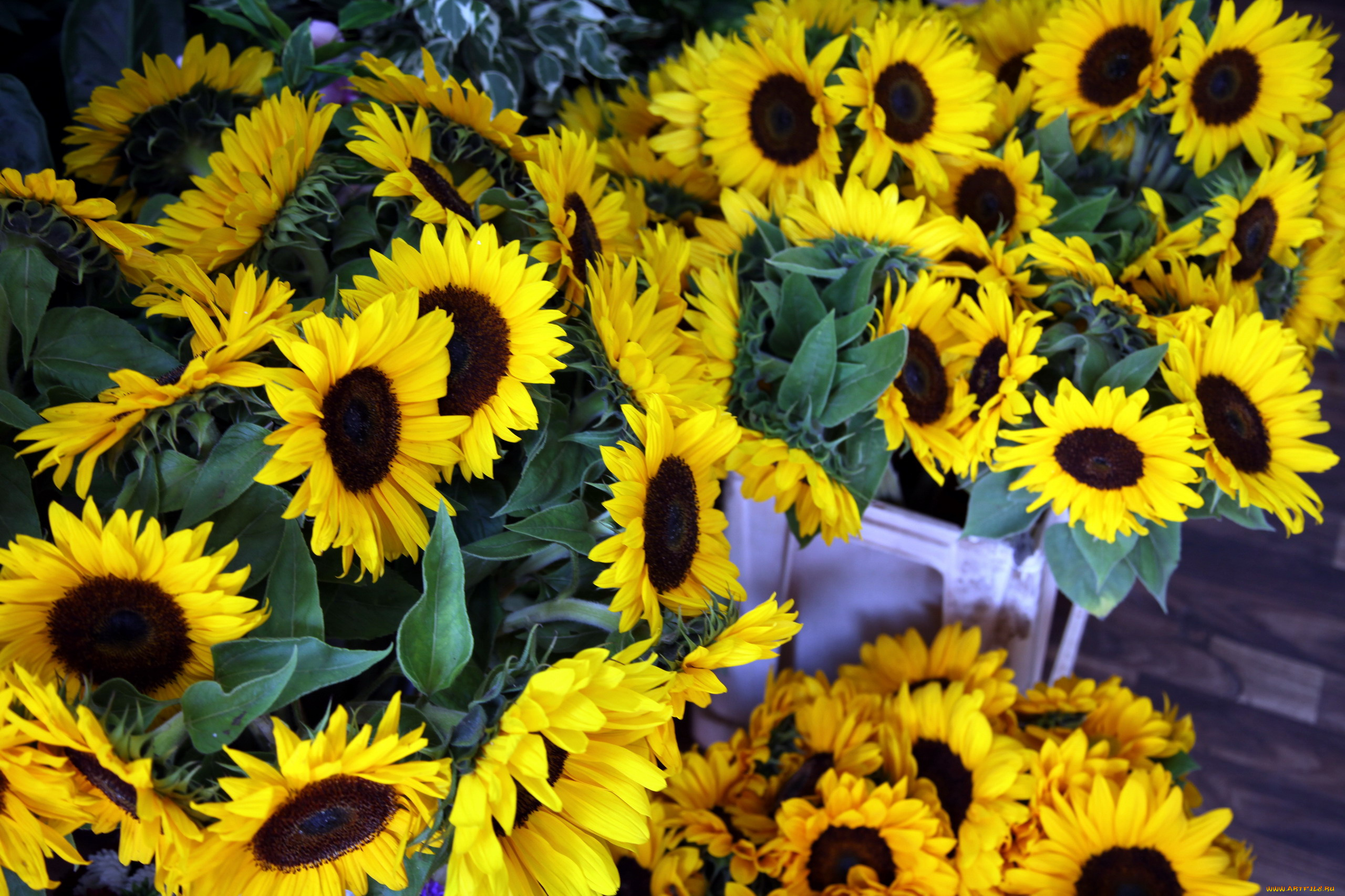 цветы, подсолнухи, подсолнух