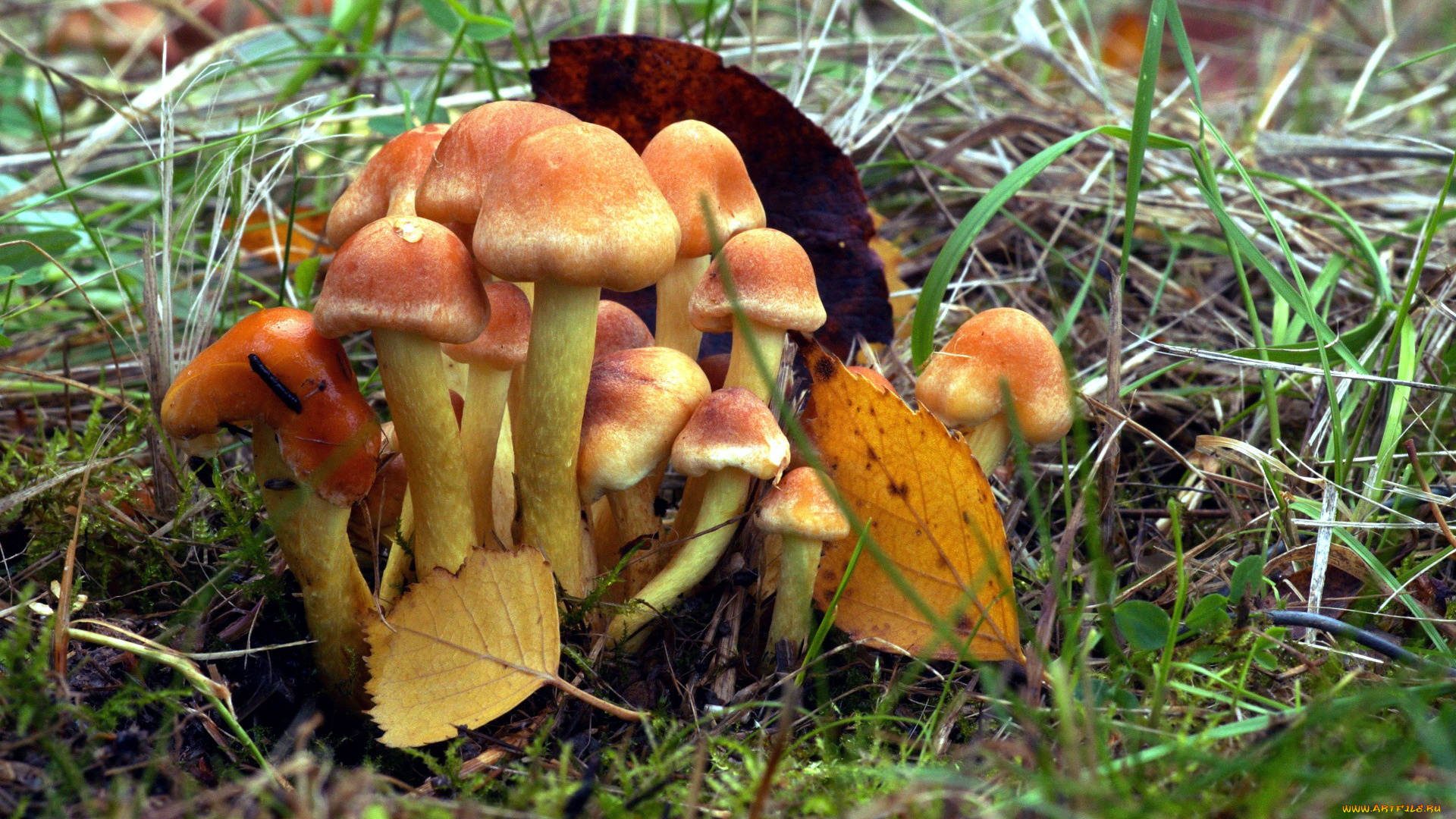 природа, грибы, грибная, семейка