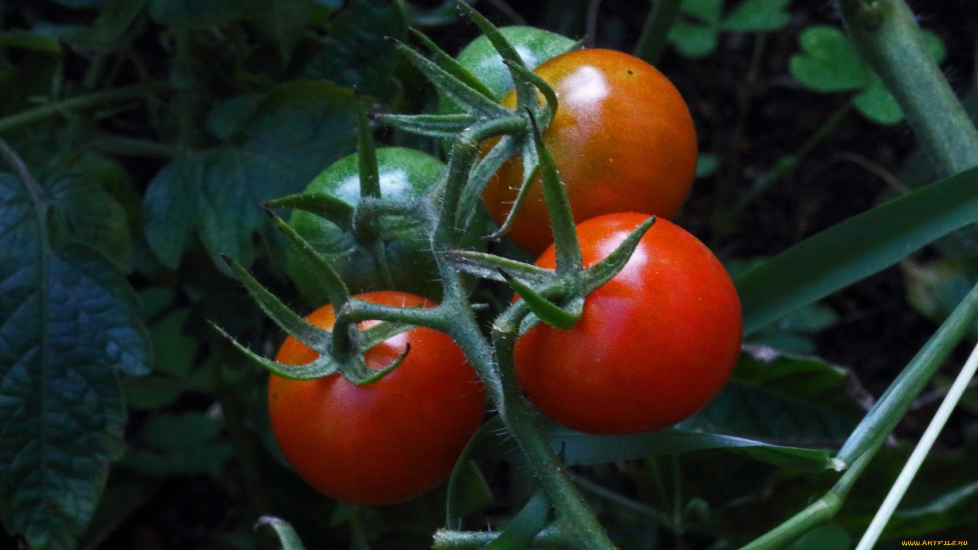 природа, плоды, помидоры