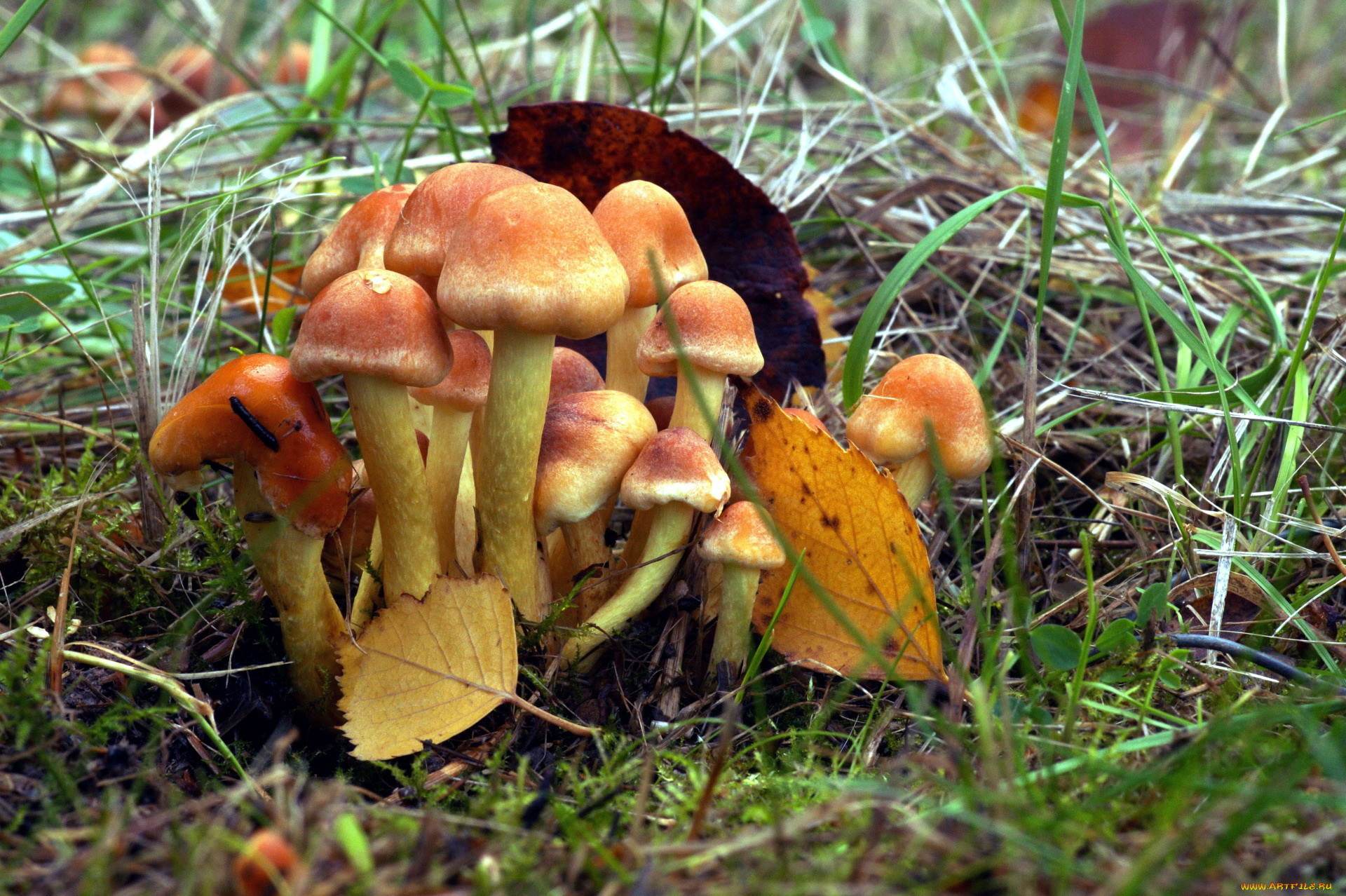 природа, грибы, грибная, семейка