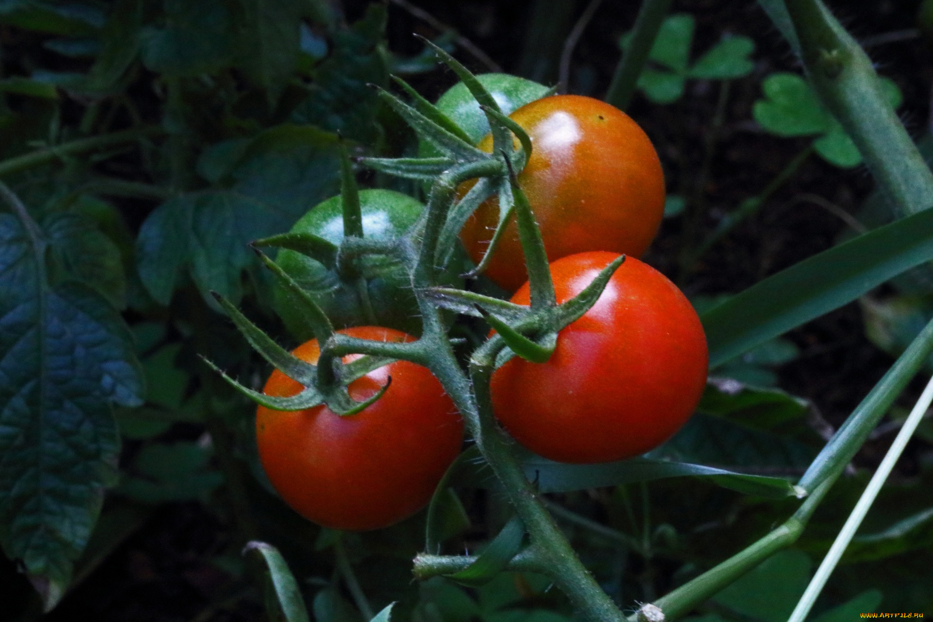 природа, плоды, помидоры