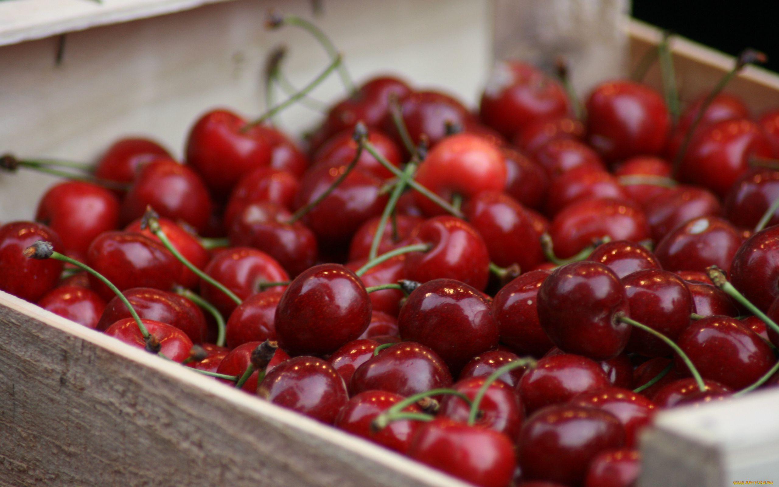 еда, вишня, , черешня, ягоды, вишни, много