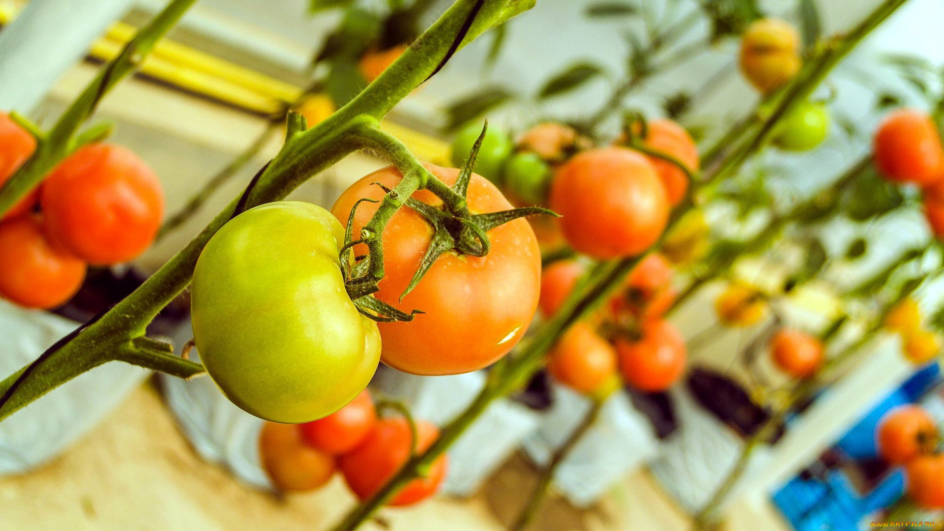 природа, плоды, помидоры