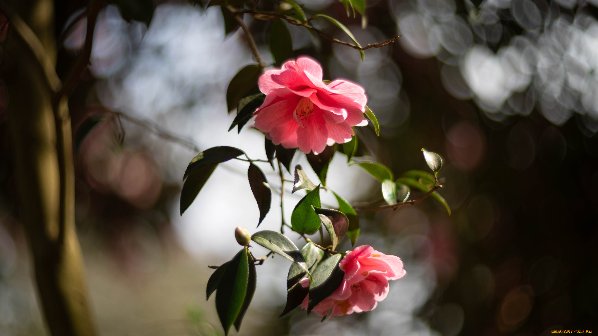 цветы, камелии