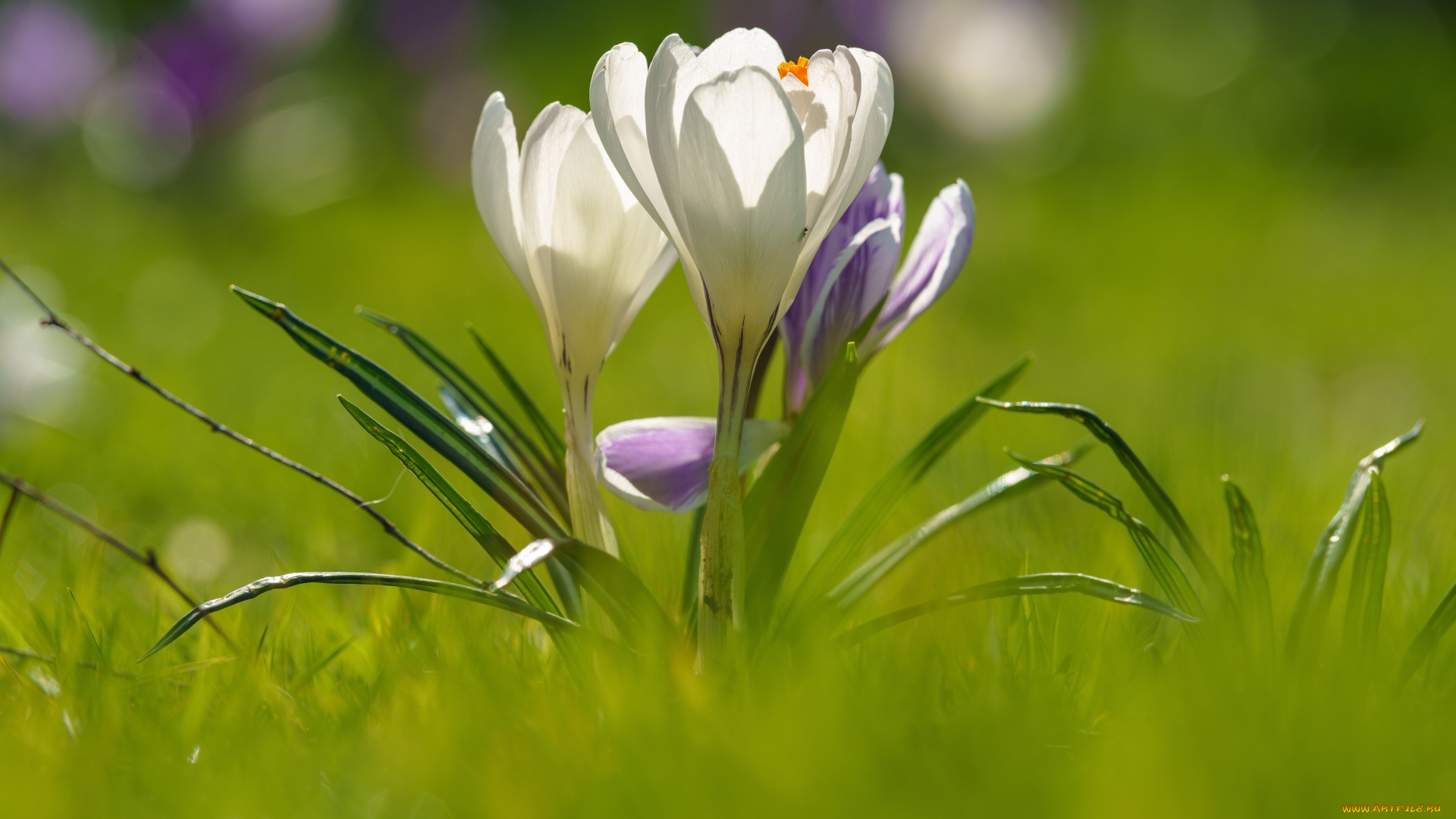 цветы, крокусы