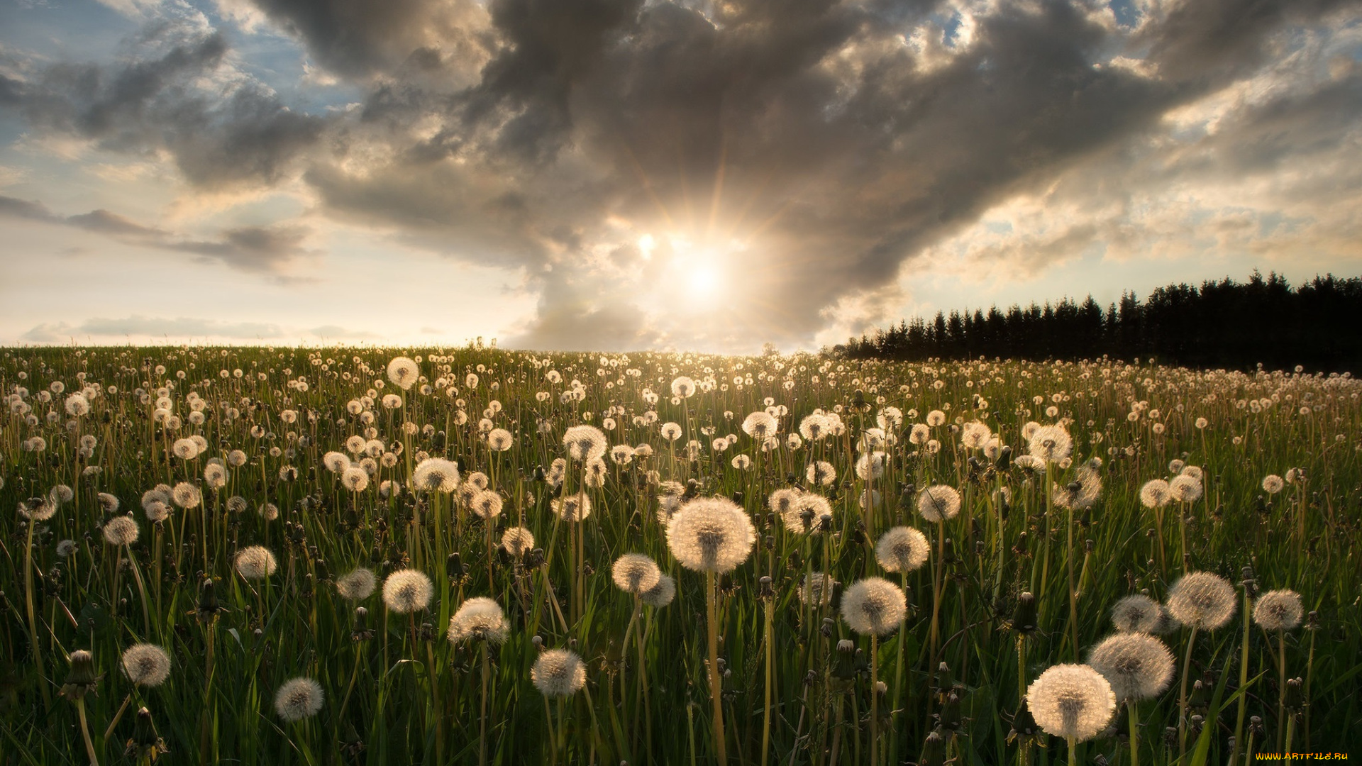 цветы, одуванчики