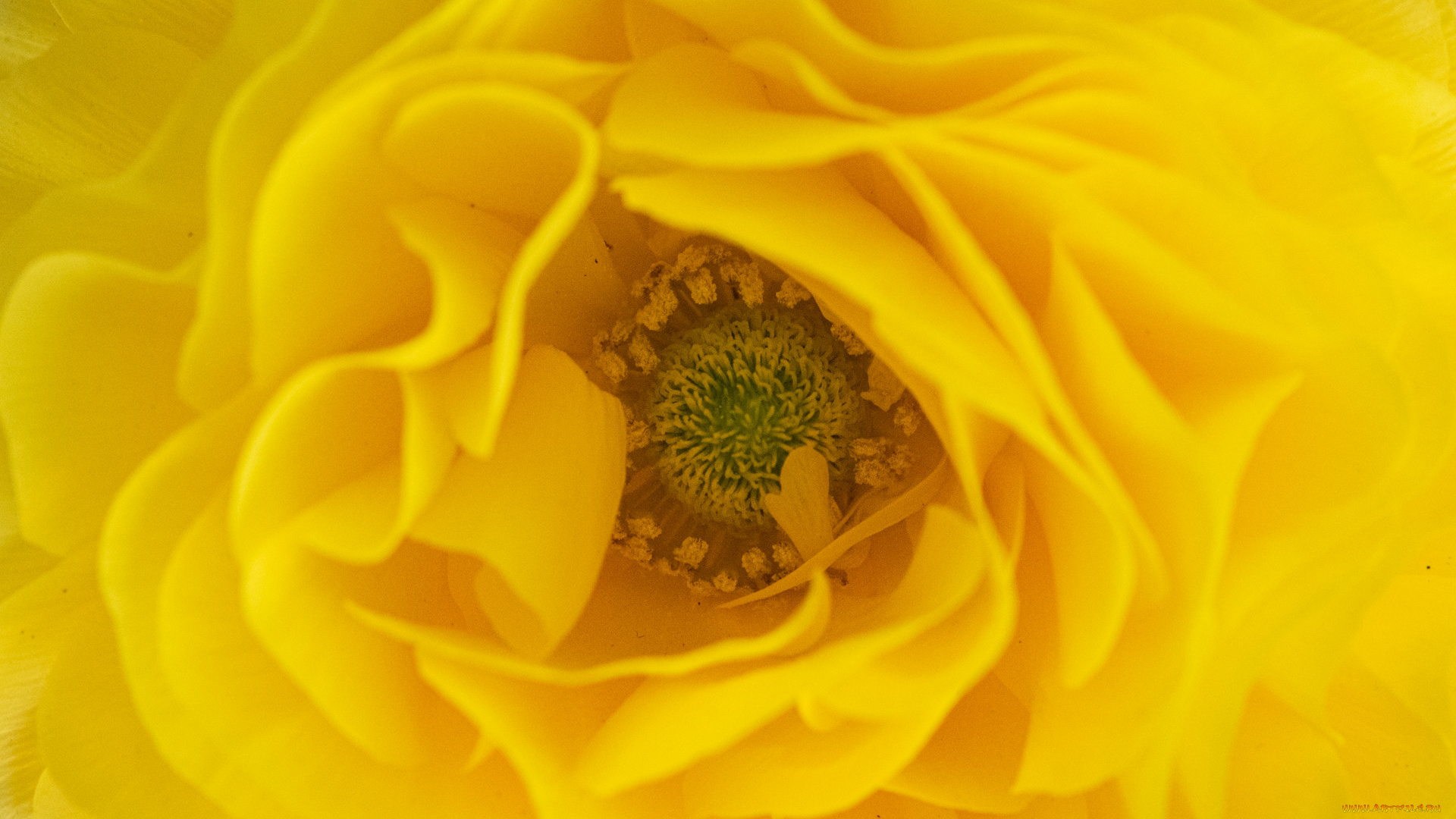 цветы, ранункулюс, , азиатский, лютик, цветок