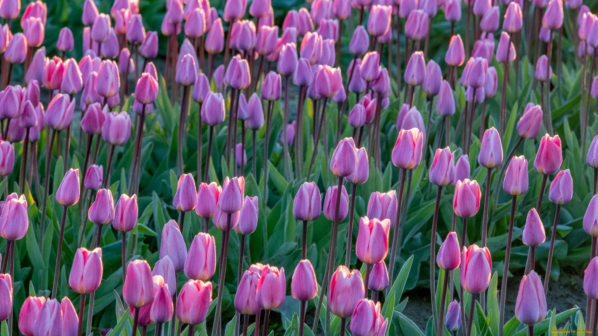 цветы, тюльпаны