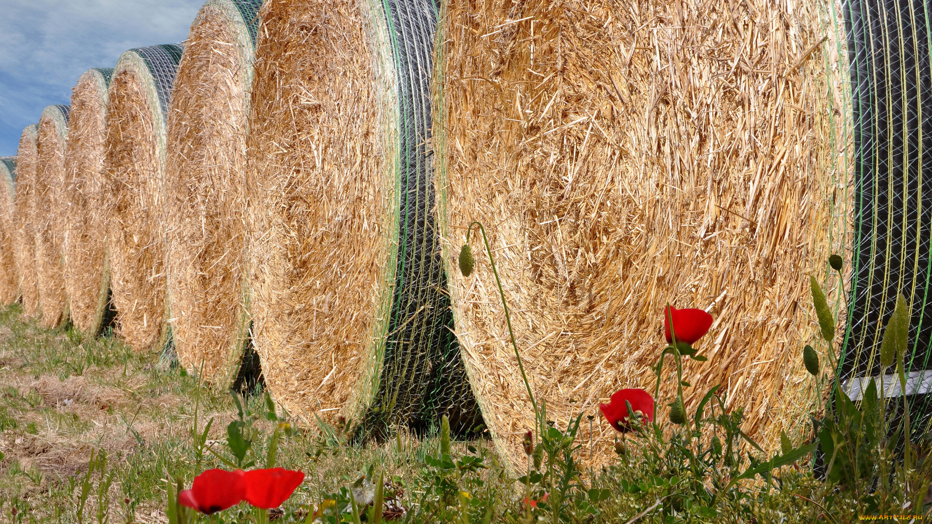 разное, -, другое, сено
