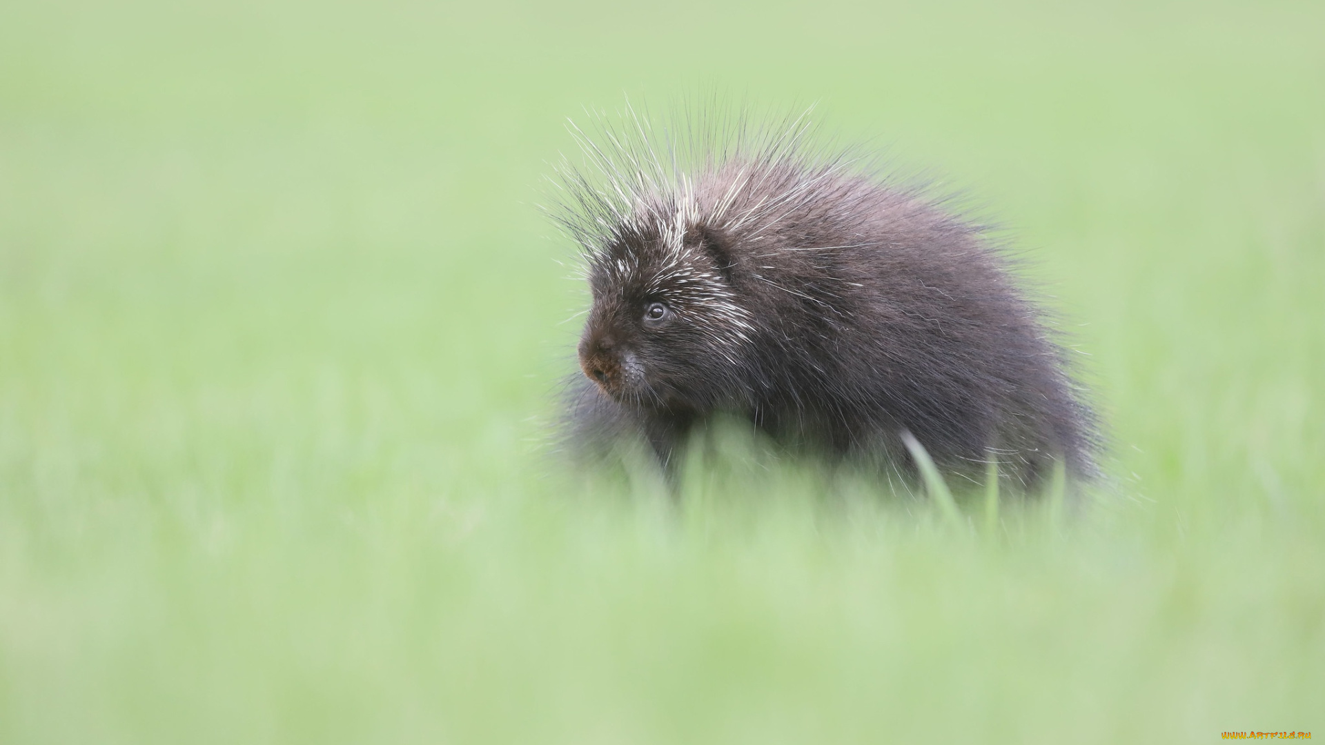 животные, дикобразы, малыш