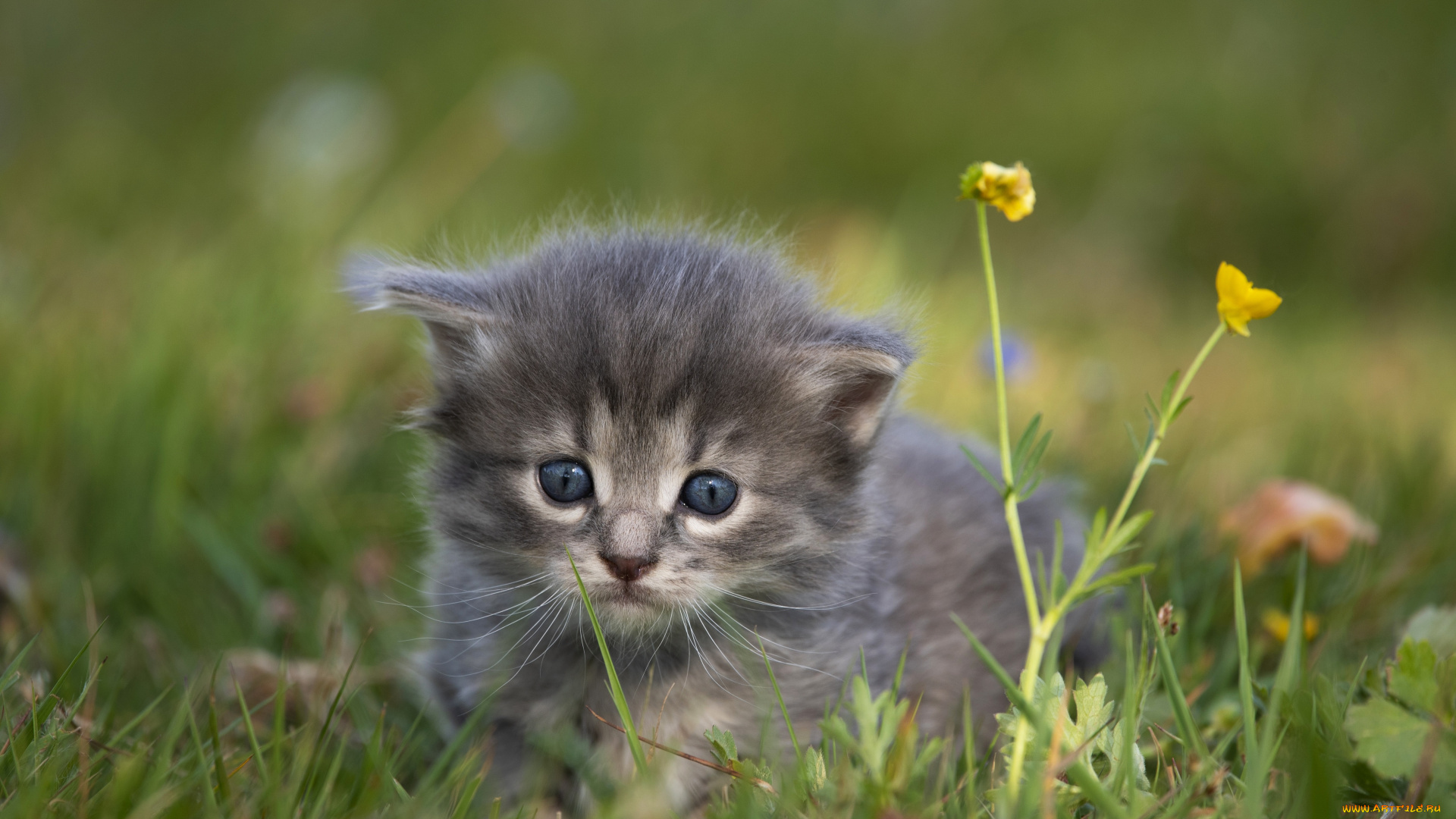 животные, коты, кот, кошка, котёнок