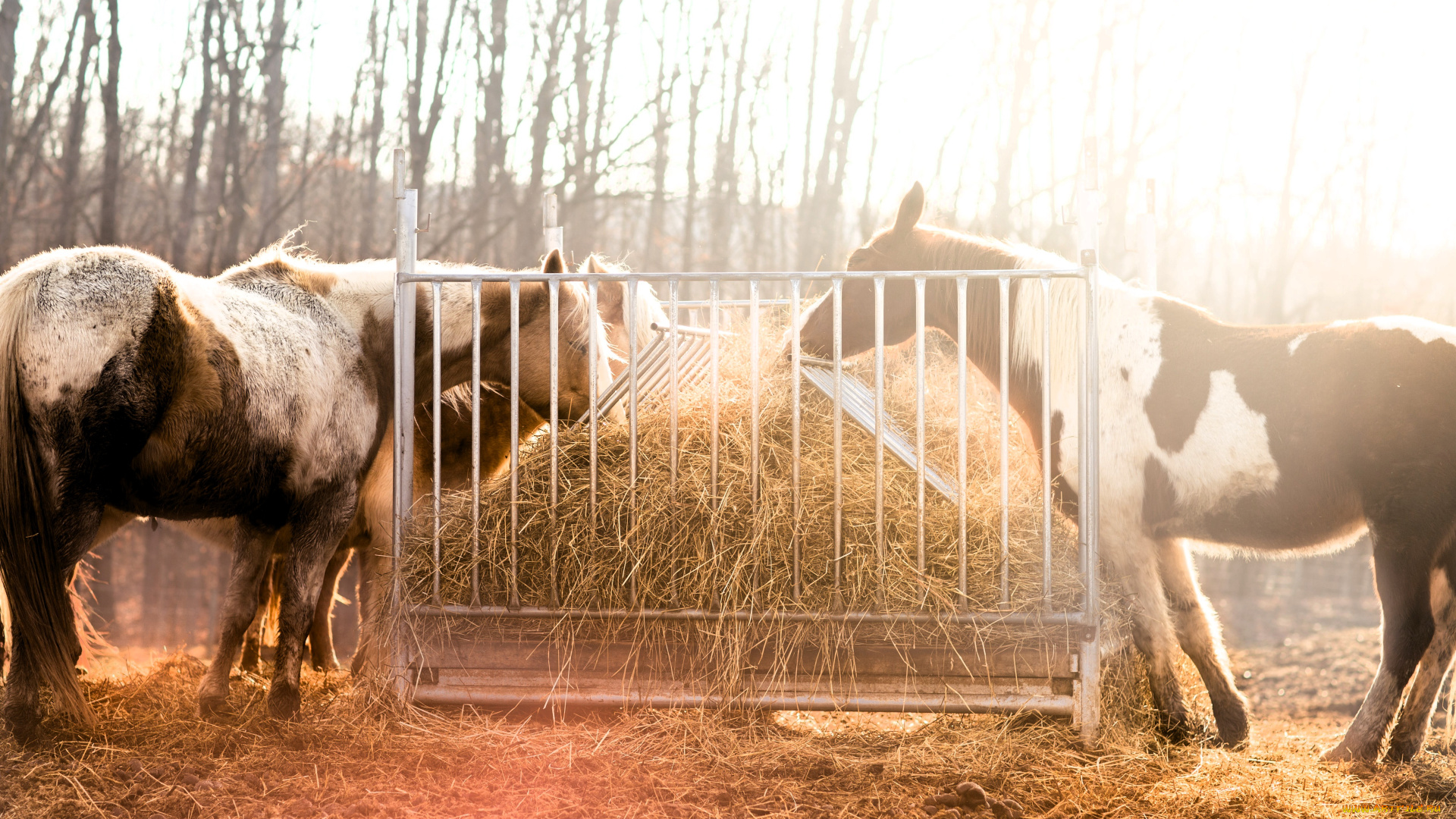 животные, лошади, сено, кормушка, деревья