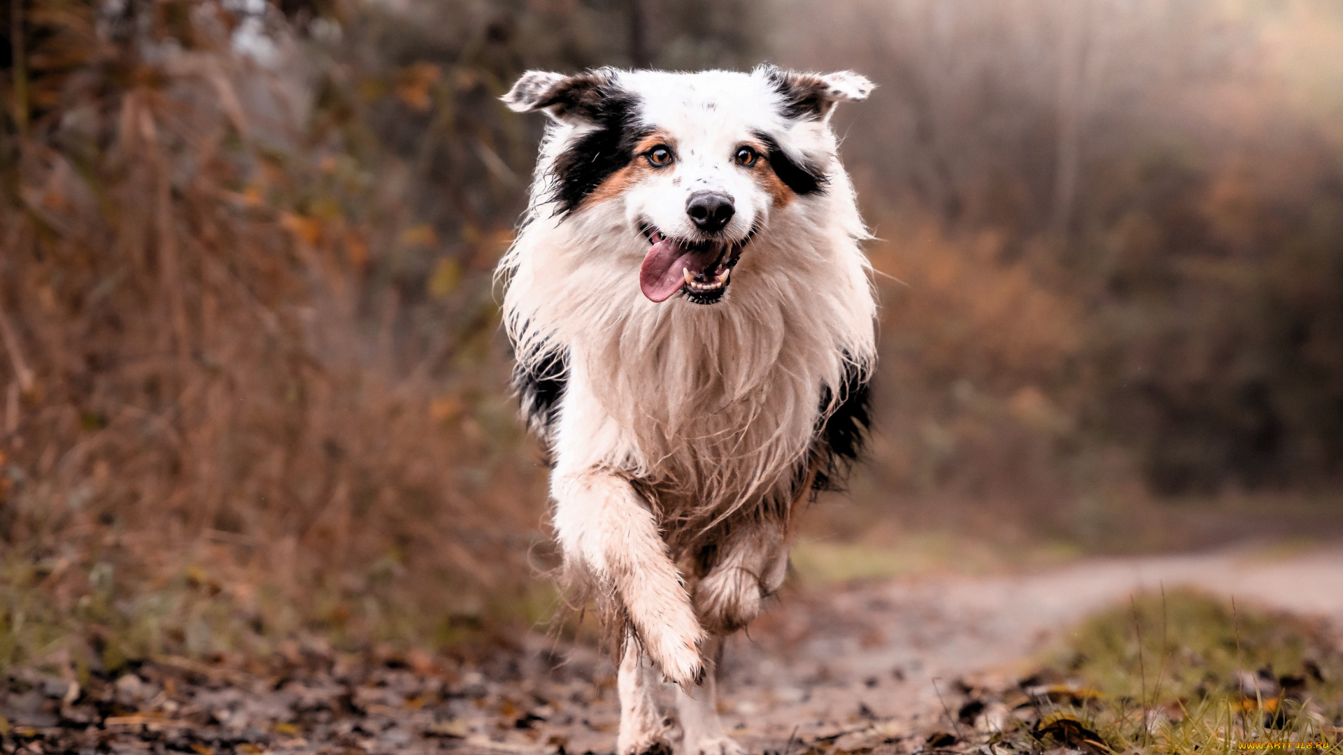 животные, собаки, бордер-колли, бег, собака, листья, кусты, деревья, осень
