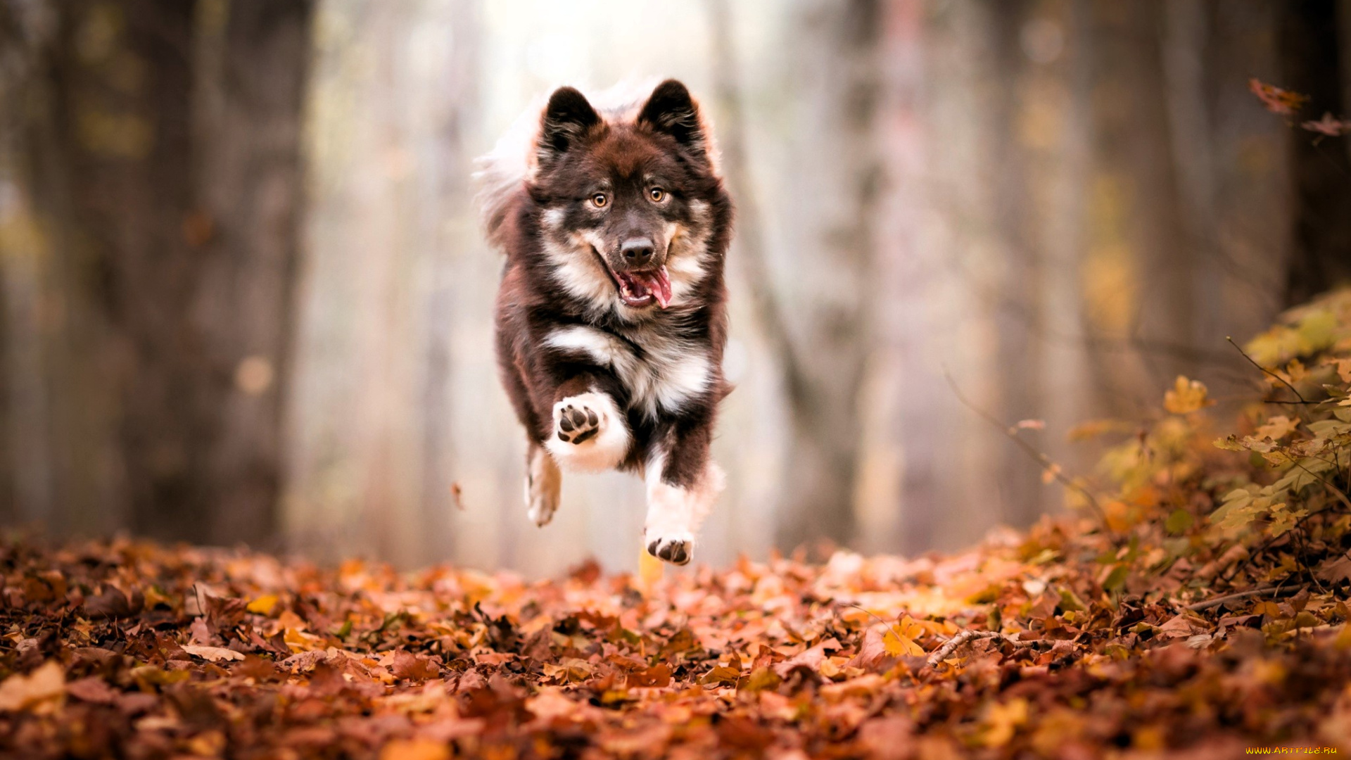животные, собаки, собака, бег, листья, лес, деревья, осень