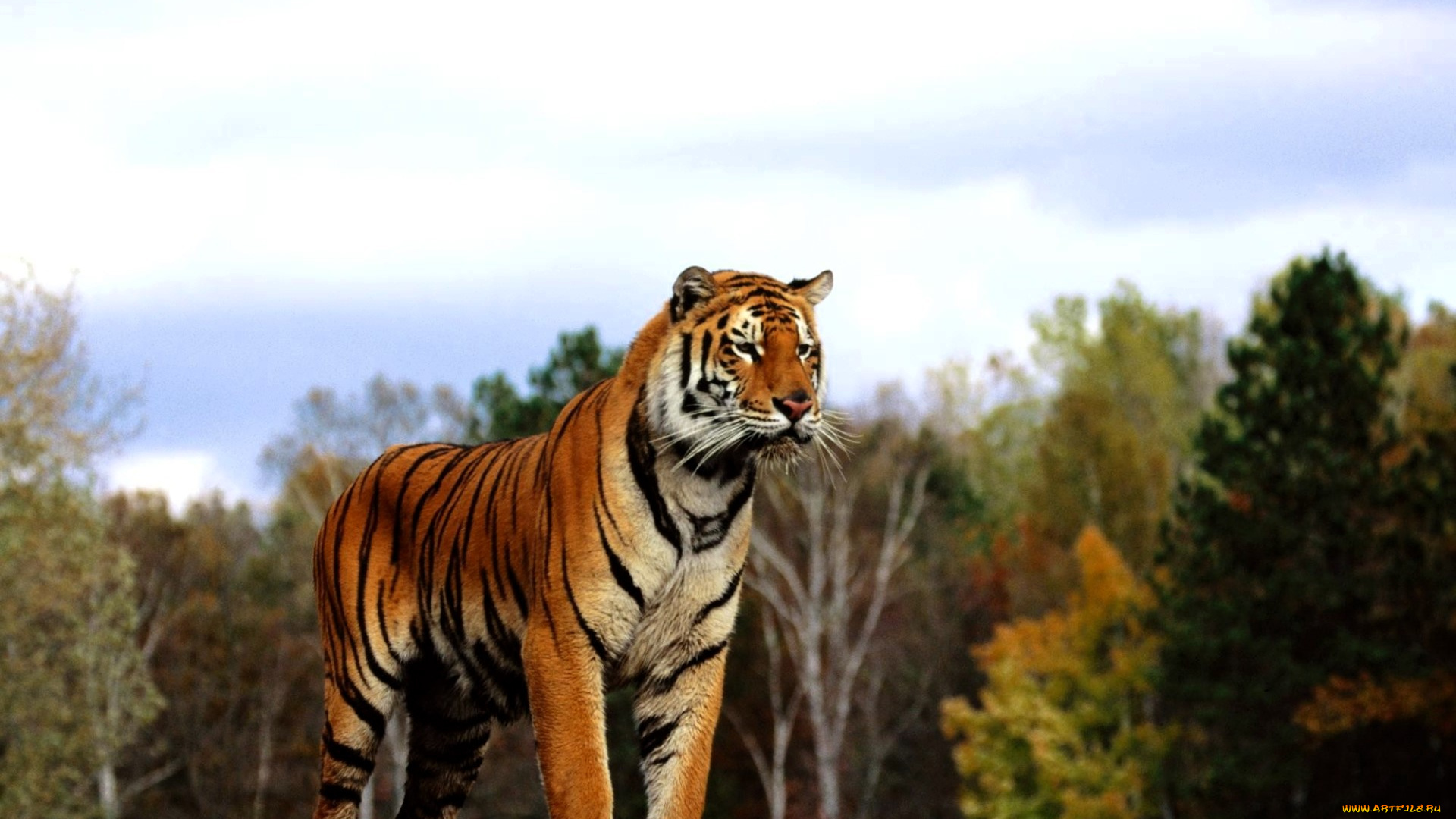 животные, тигры, тигр, лес, осень