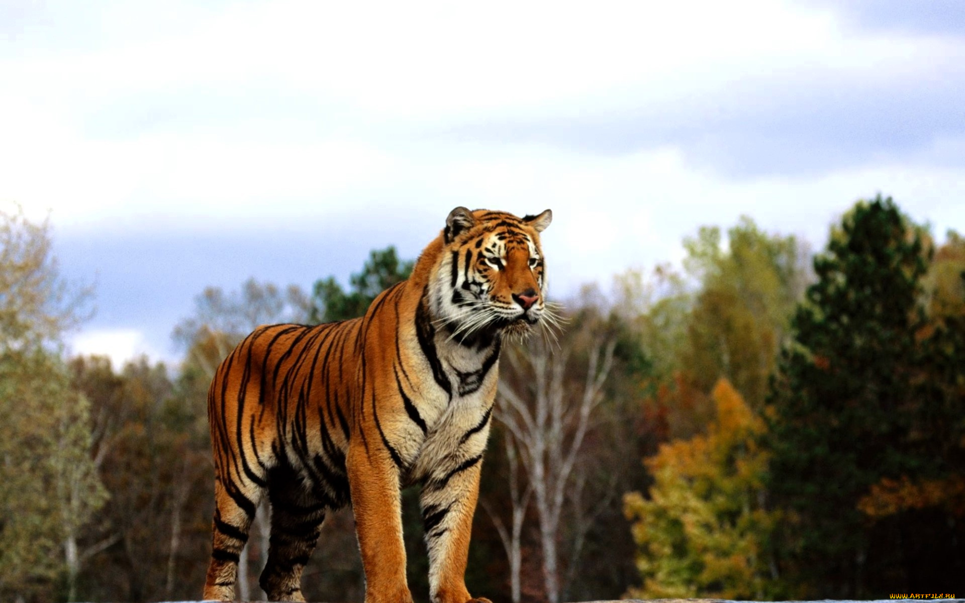 животные, тигры, тигр, лес, осень