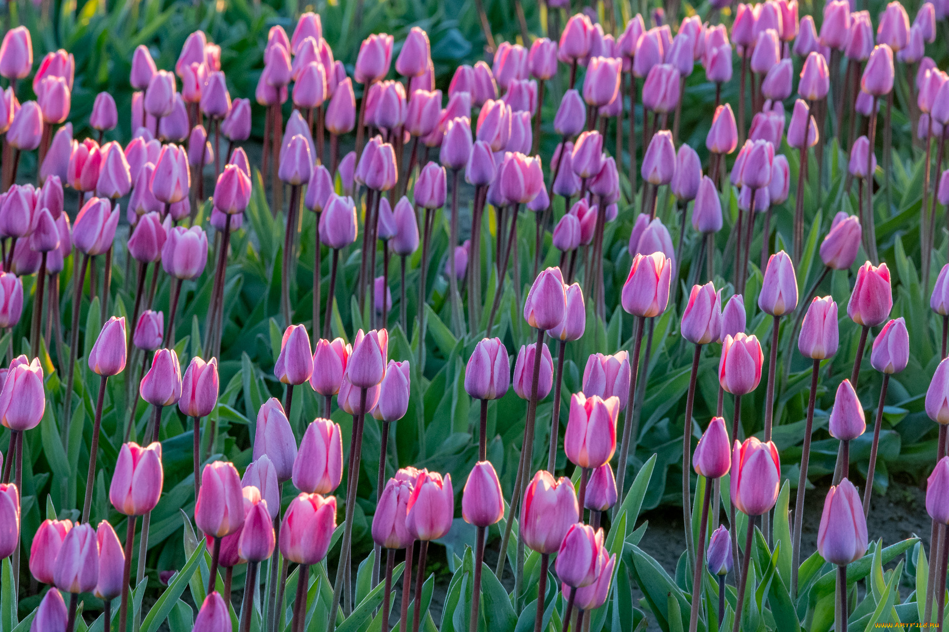 цветы, тюльпаны