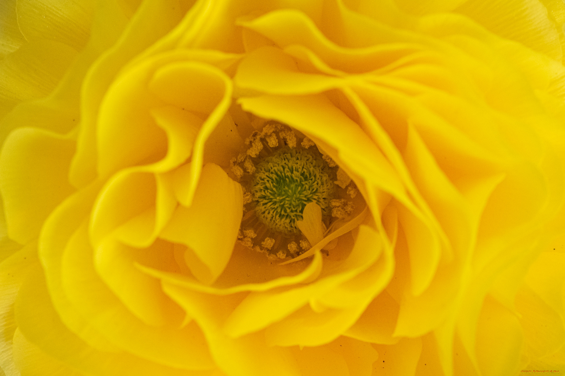 цветы, ранункулюс, , азиатский, лютик, цветок