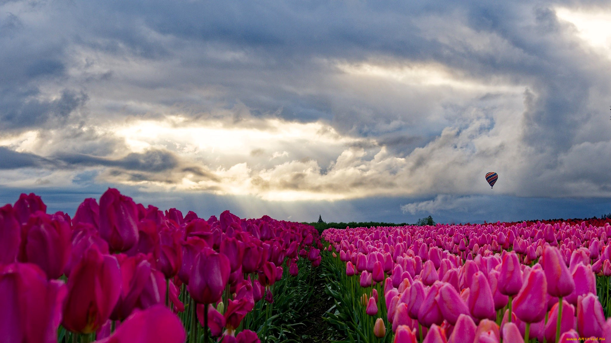 цветы, тюльпаны, небо, тучи, воздушный, шар, поле, дорожка