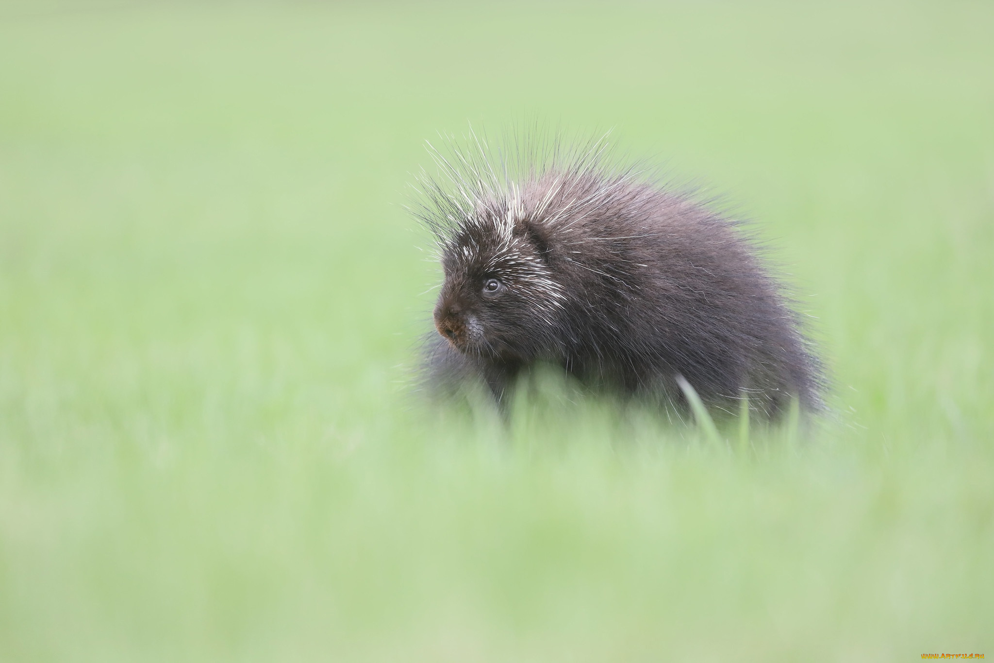 животные, дикобразы, малыш