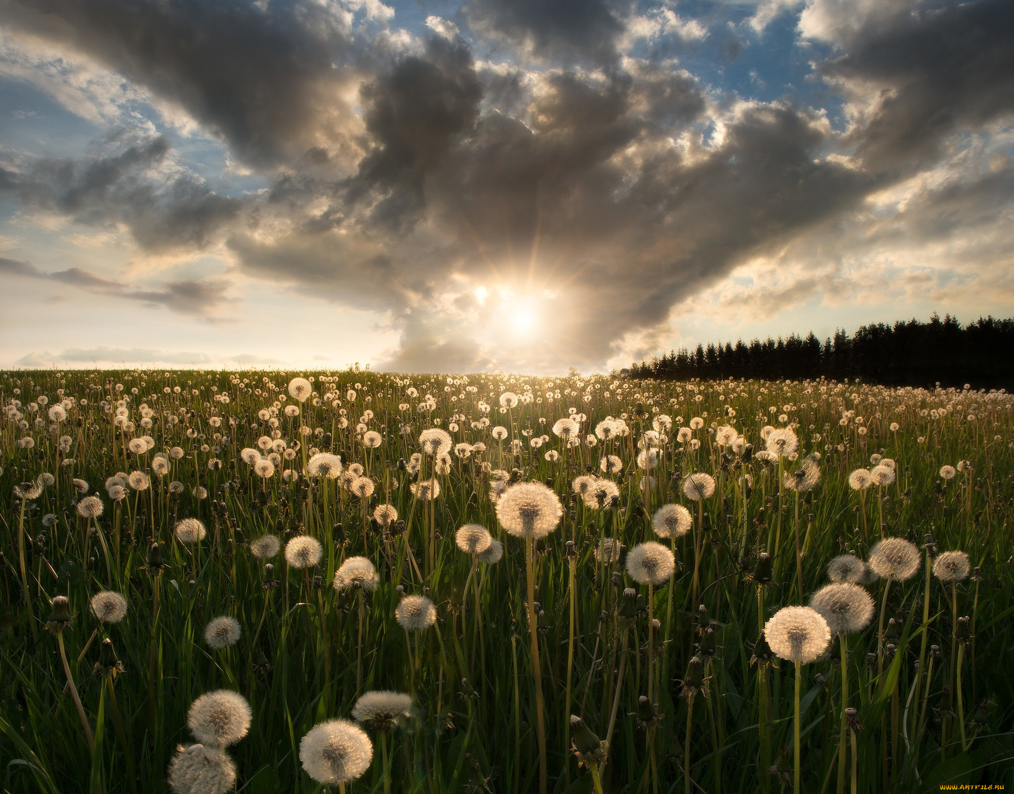 цветы, одуванчики
