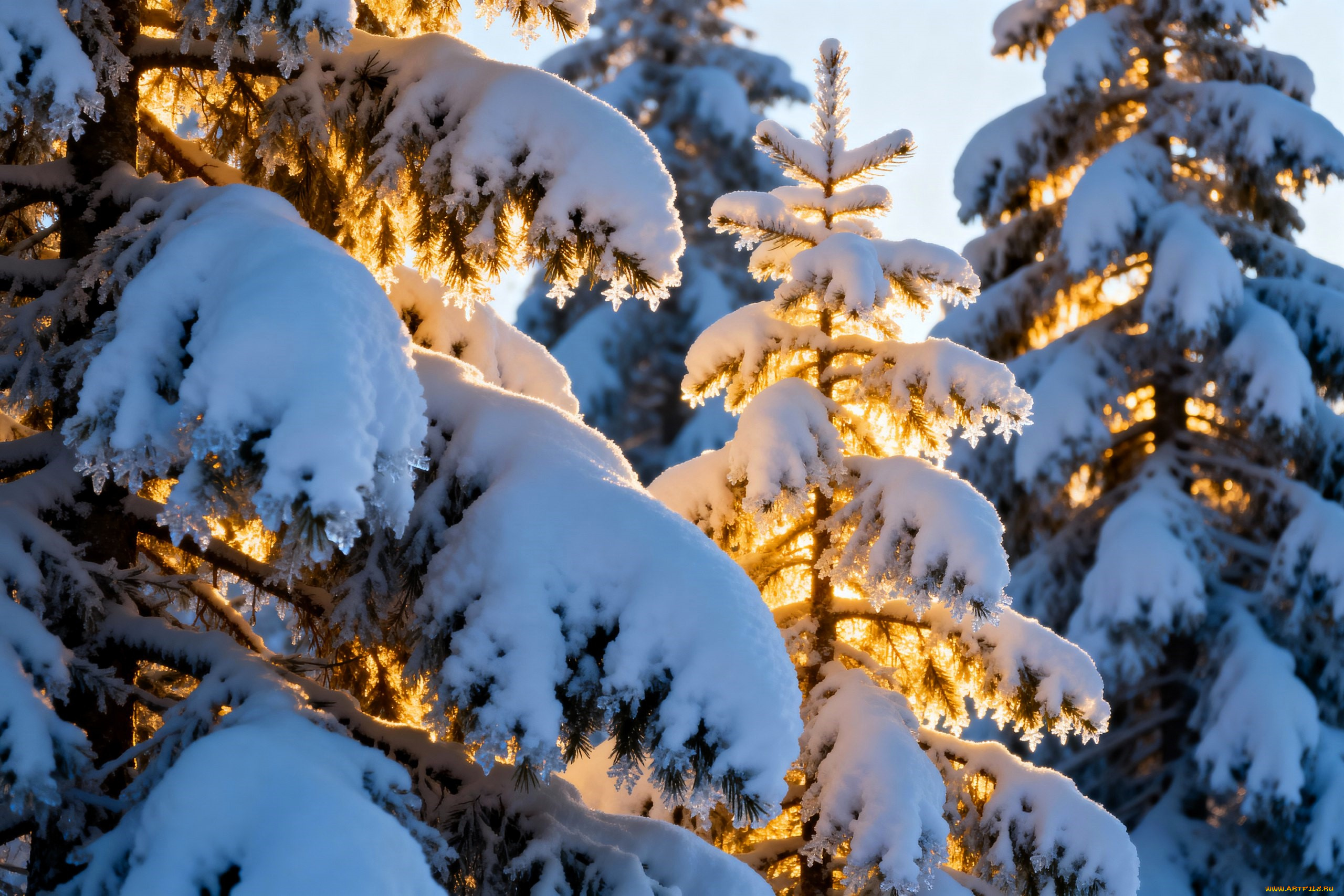 3д, графика, природа, , nature, ёлки, лес, свет, снег, зима