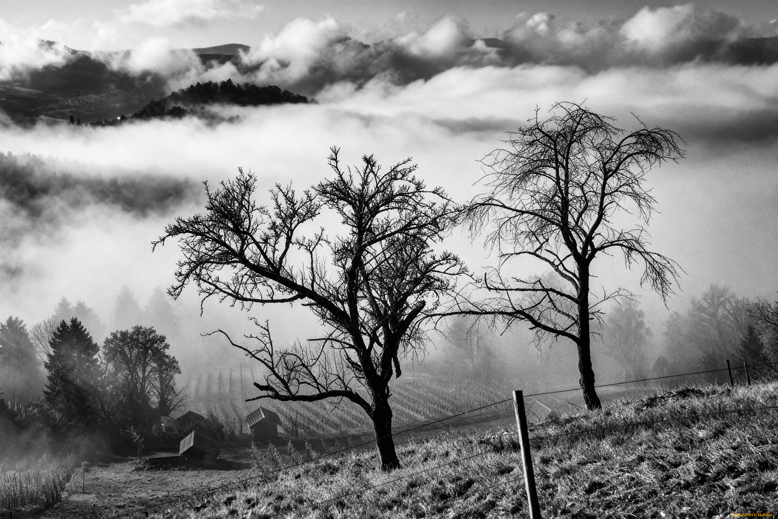 природа, деревья, пейзаж