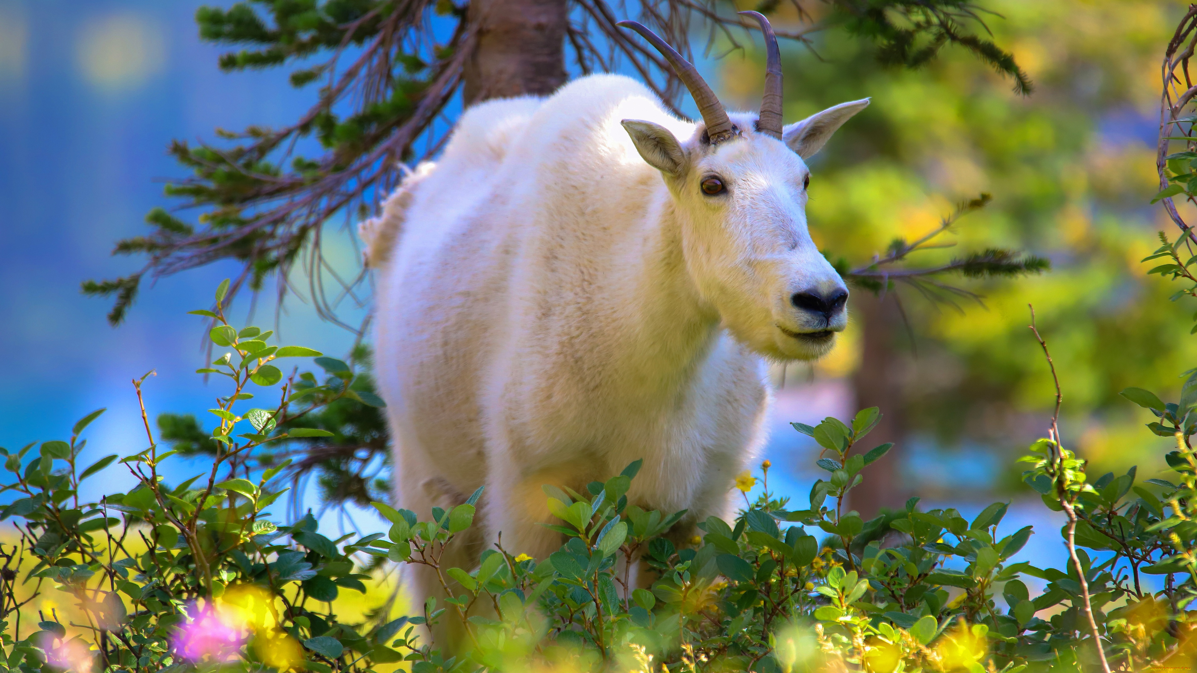 животные, козы, коза