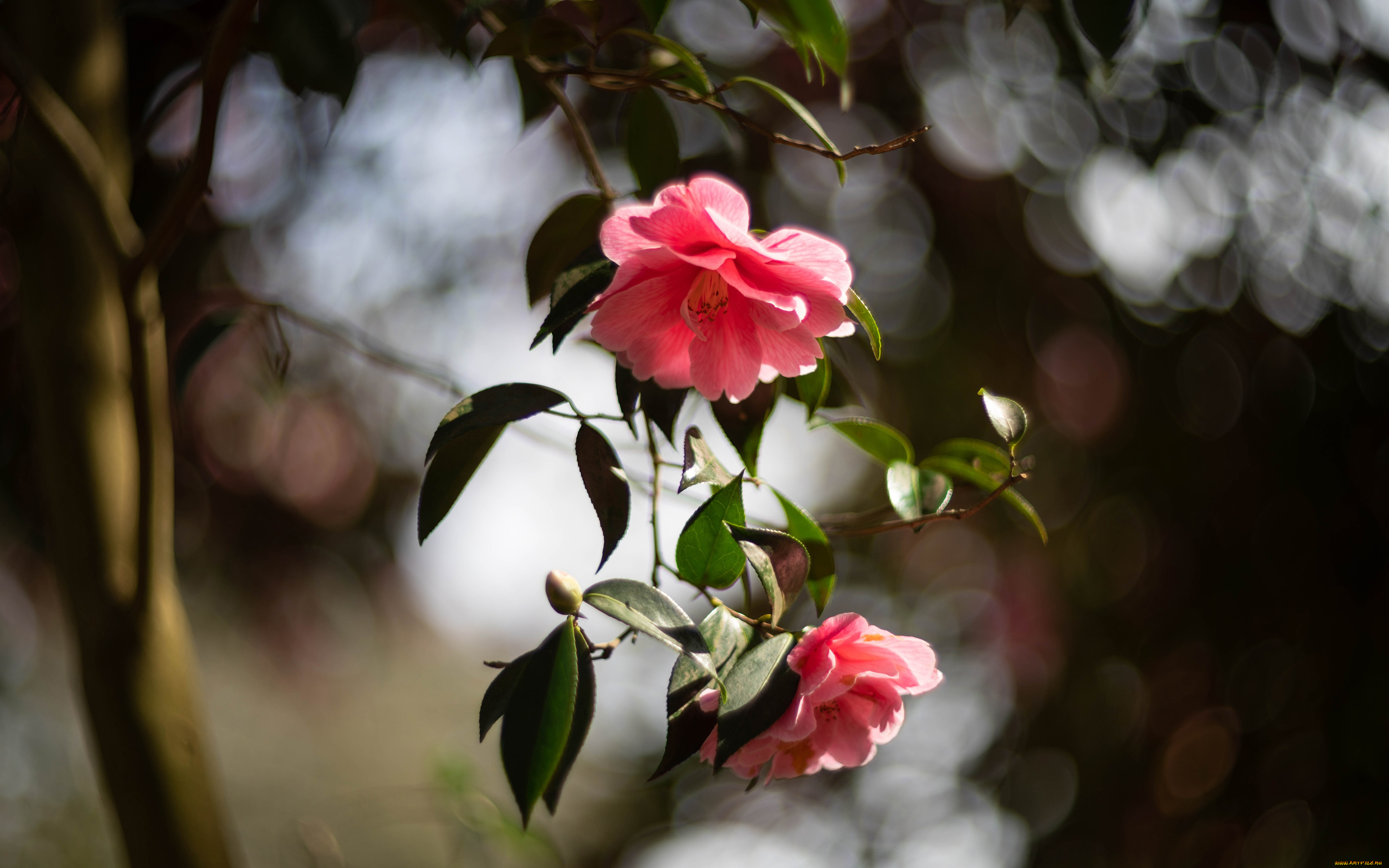 цветы, камелии