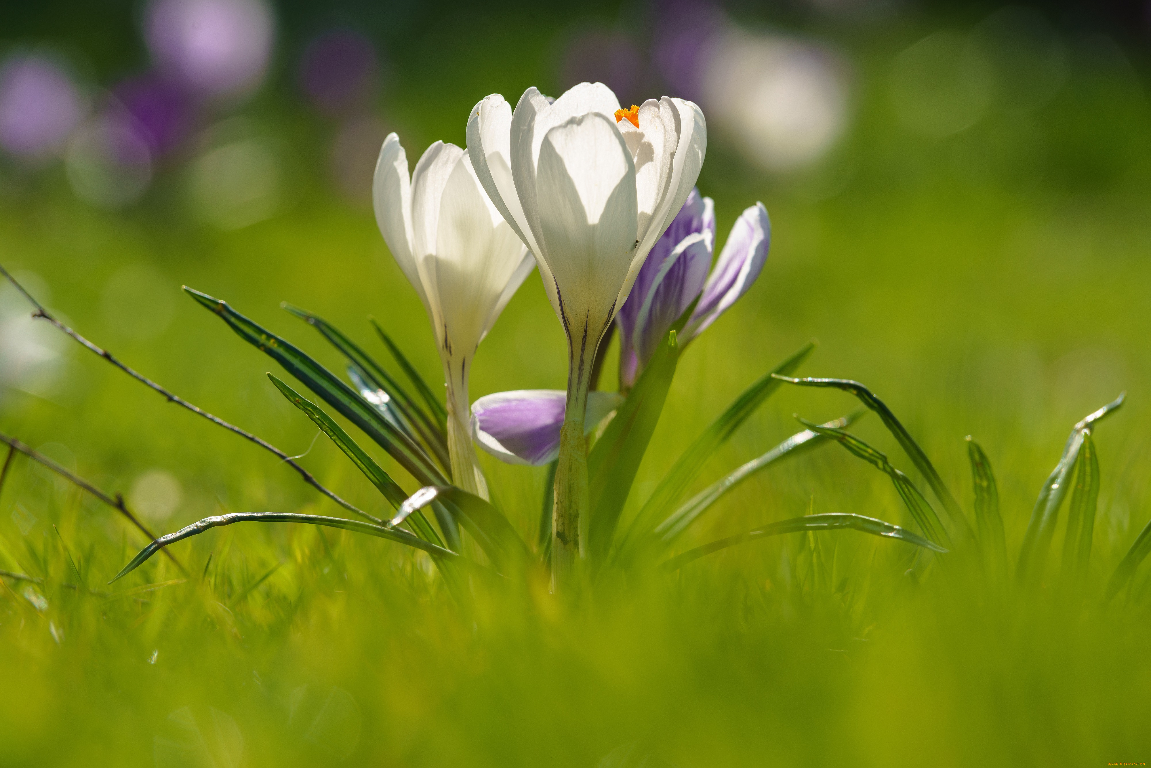 цветы, крокусы