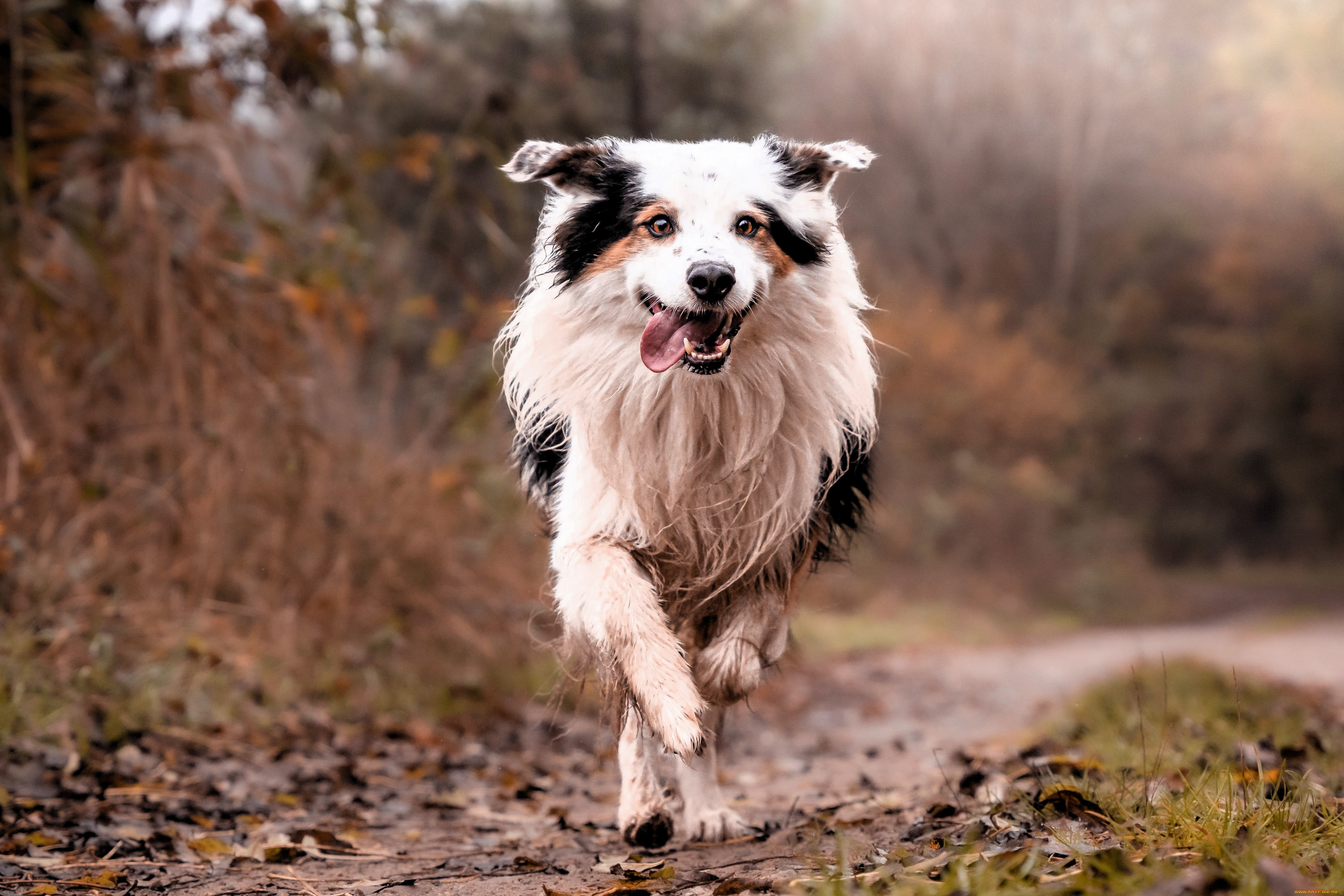 животные, собаки, бордер-колли, бег, собака, листья, кусты, деревья, осень