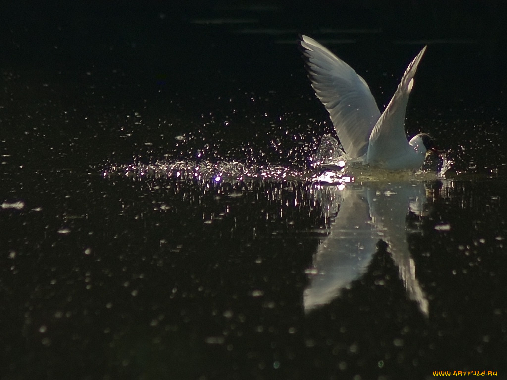 болванщик, крылья, животные, Чайки, бакланы, крачки