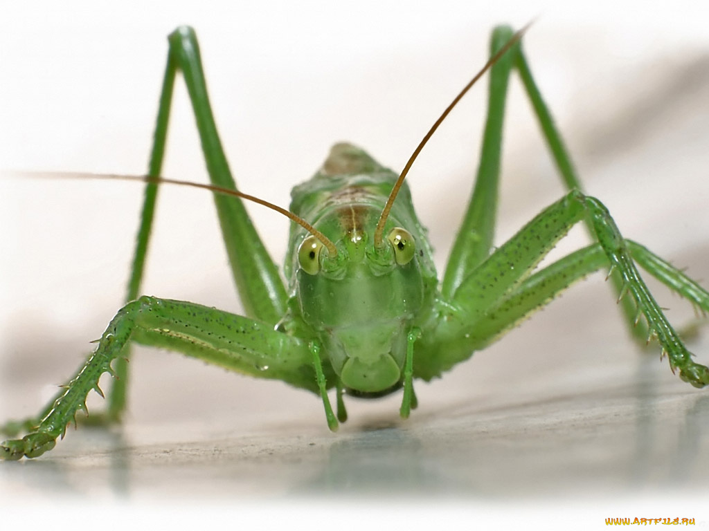 grinnik, maxim, эти, глаза, напротив, ii, животные, кузнечики, саранча