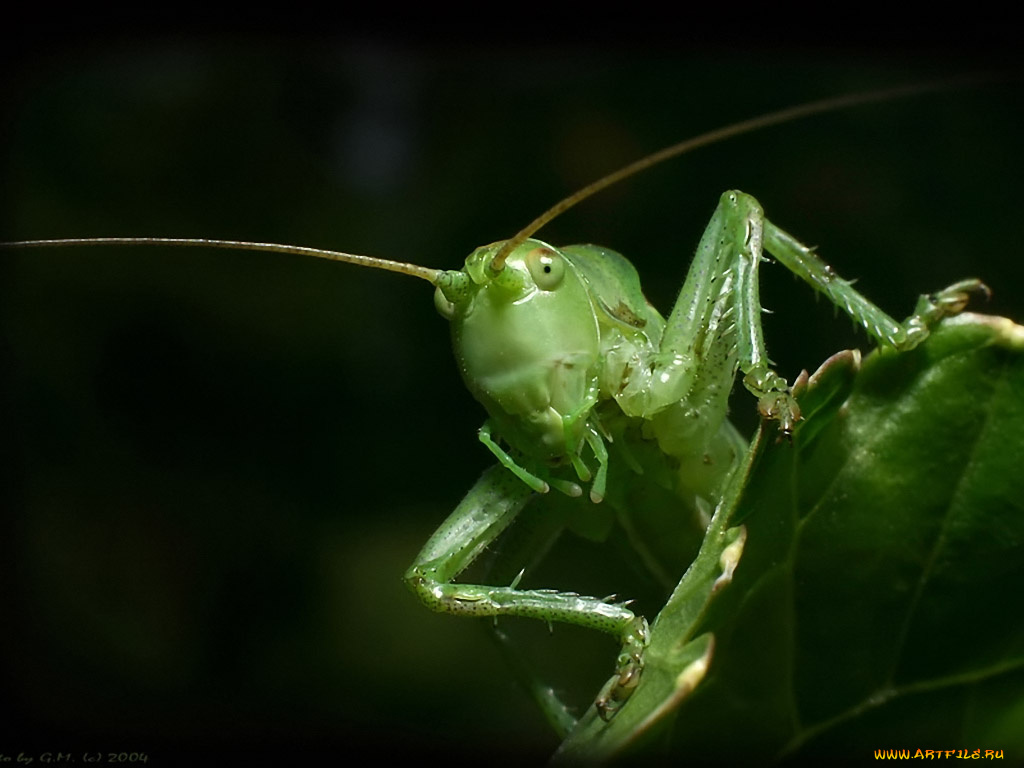 grinnik, maxim, эти, глаза, напротив, животные, кузнечики, саранча