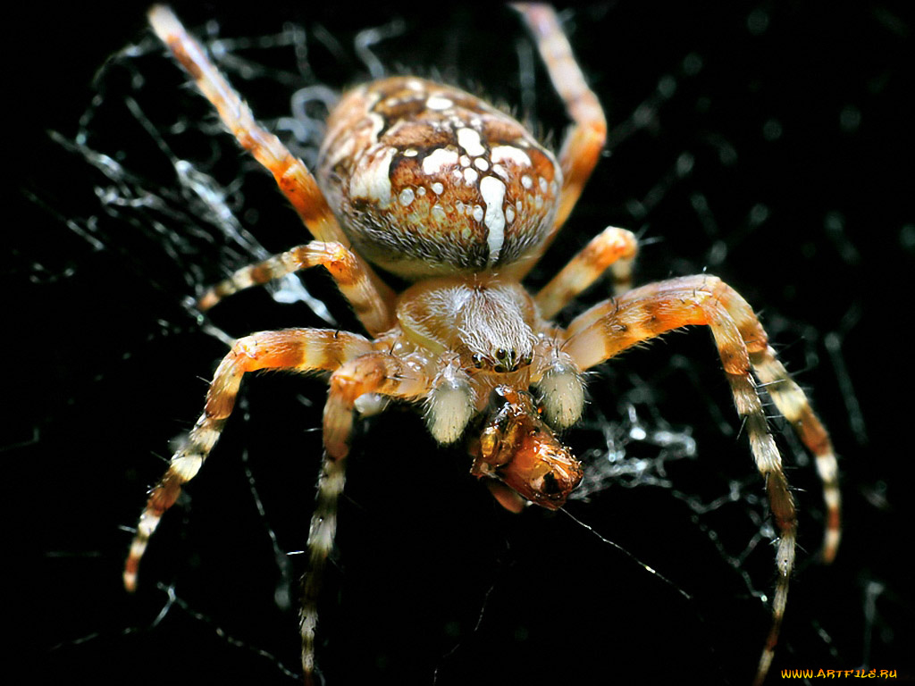 grinnik, maxim, крестоносец, его, жертва, животные, пауки