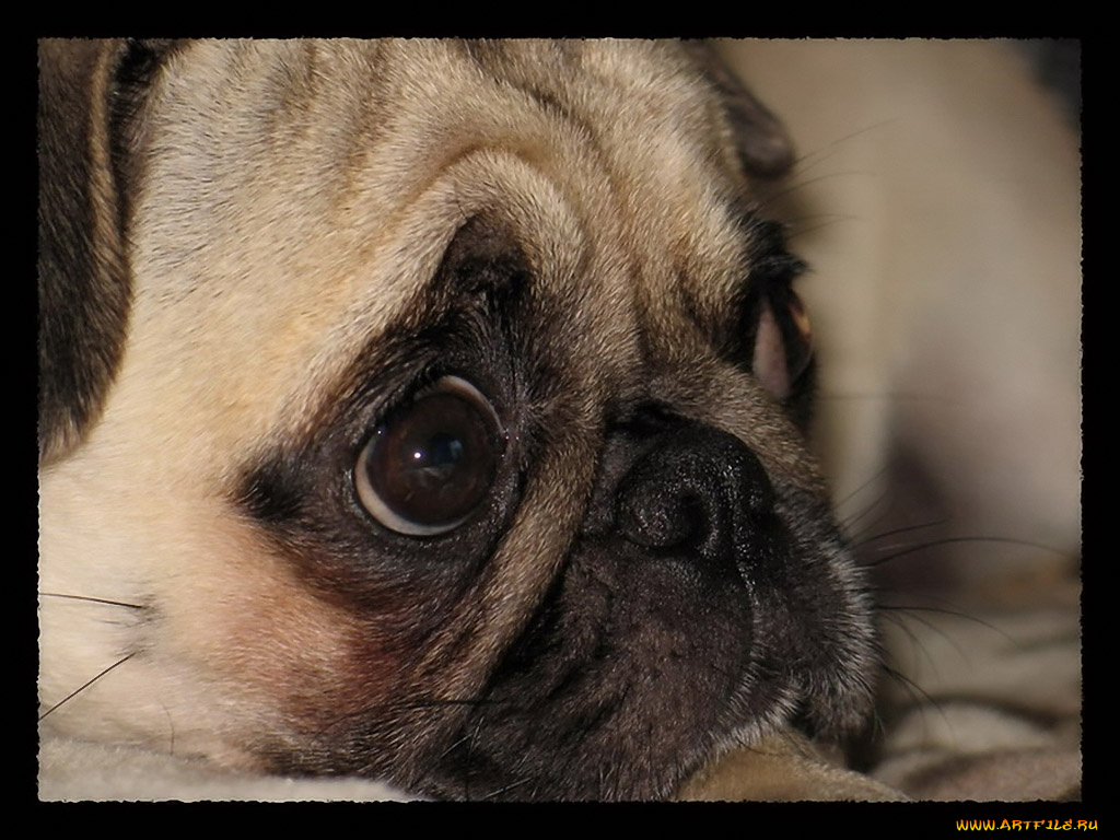 madarashi, грусть, животные, собаки