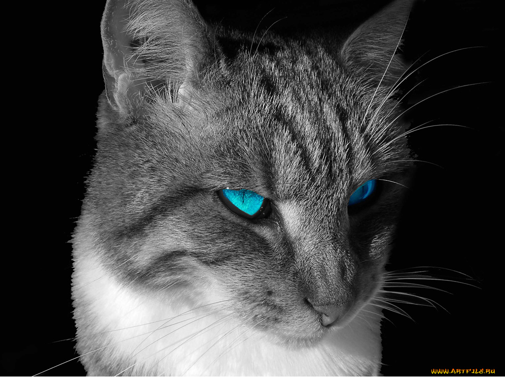 животные, коты