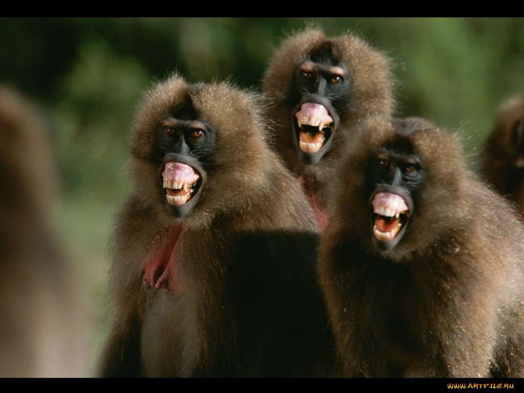 животные, обезьяны