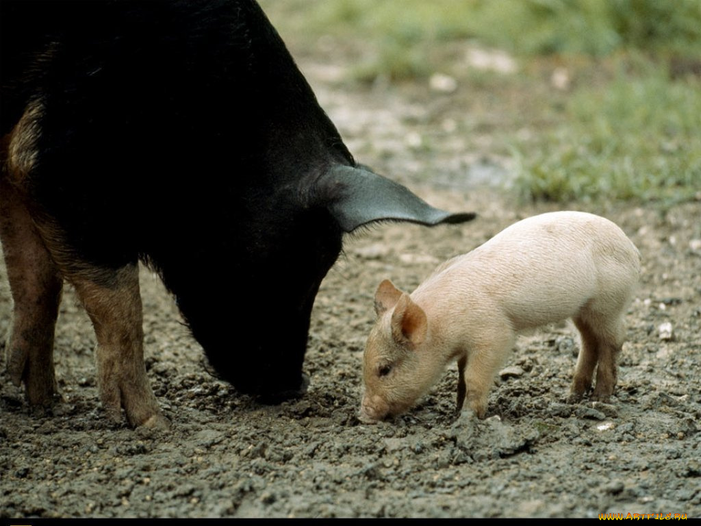животные, свиньи, кабаны