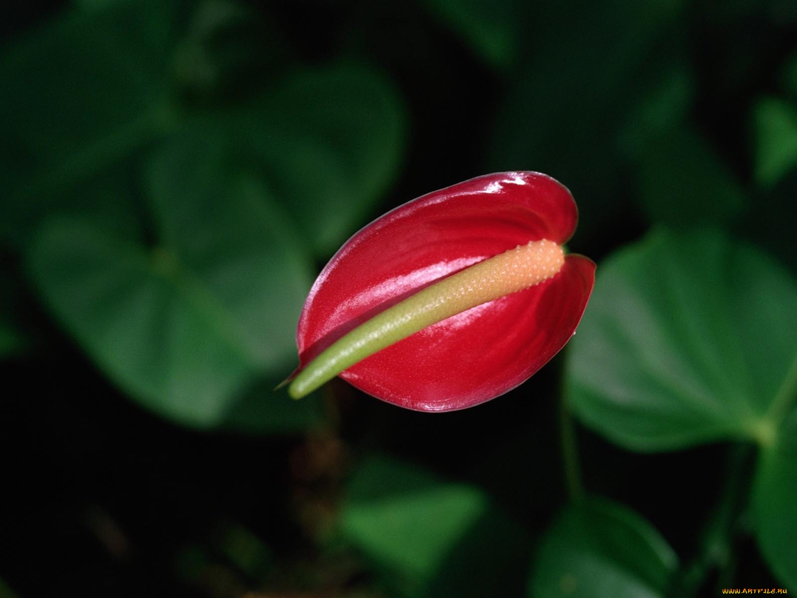 цветы, антуриум, цветок, фламинго