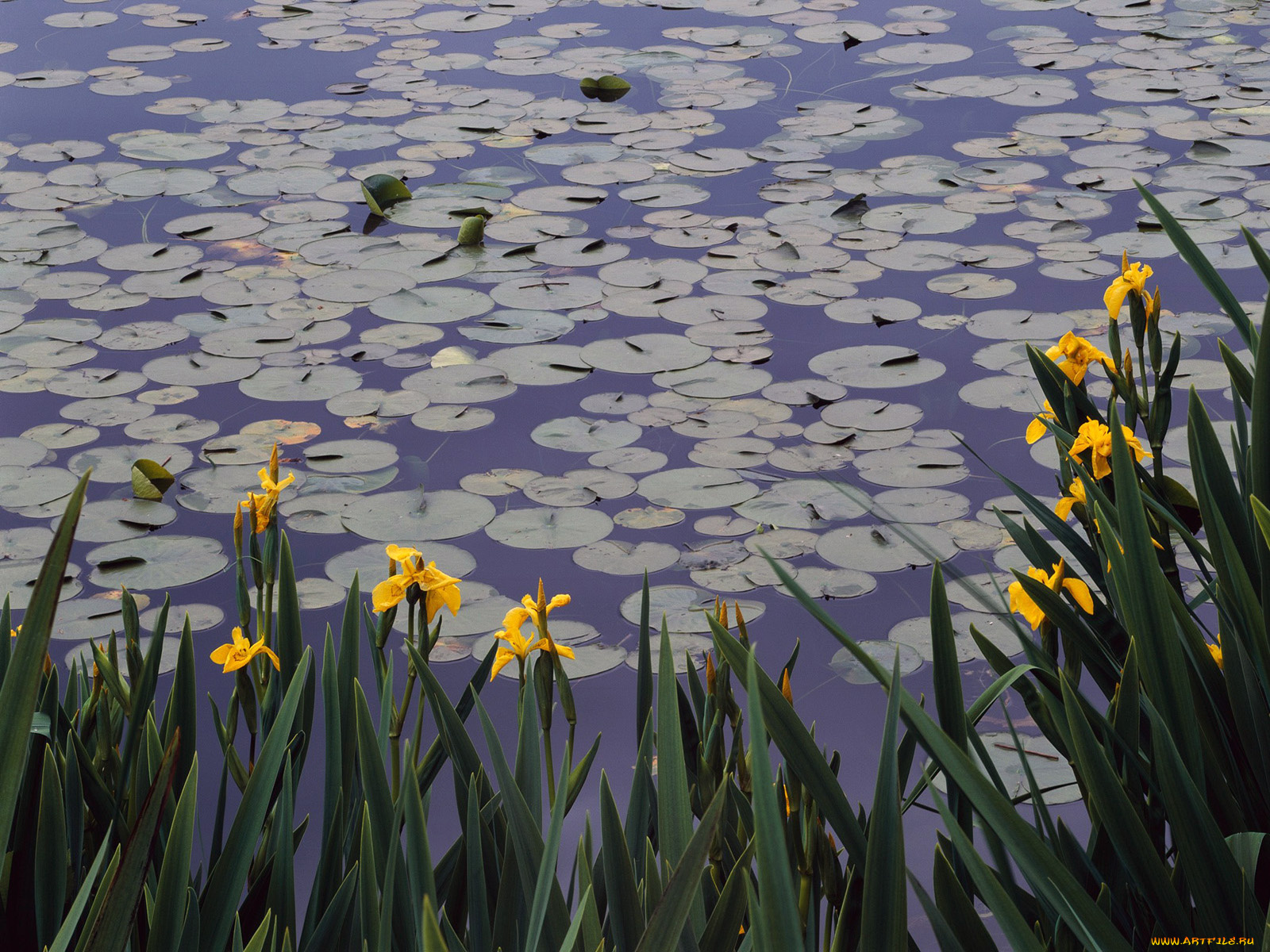 цветы, ирисы