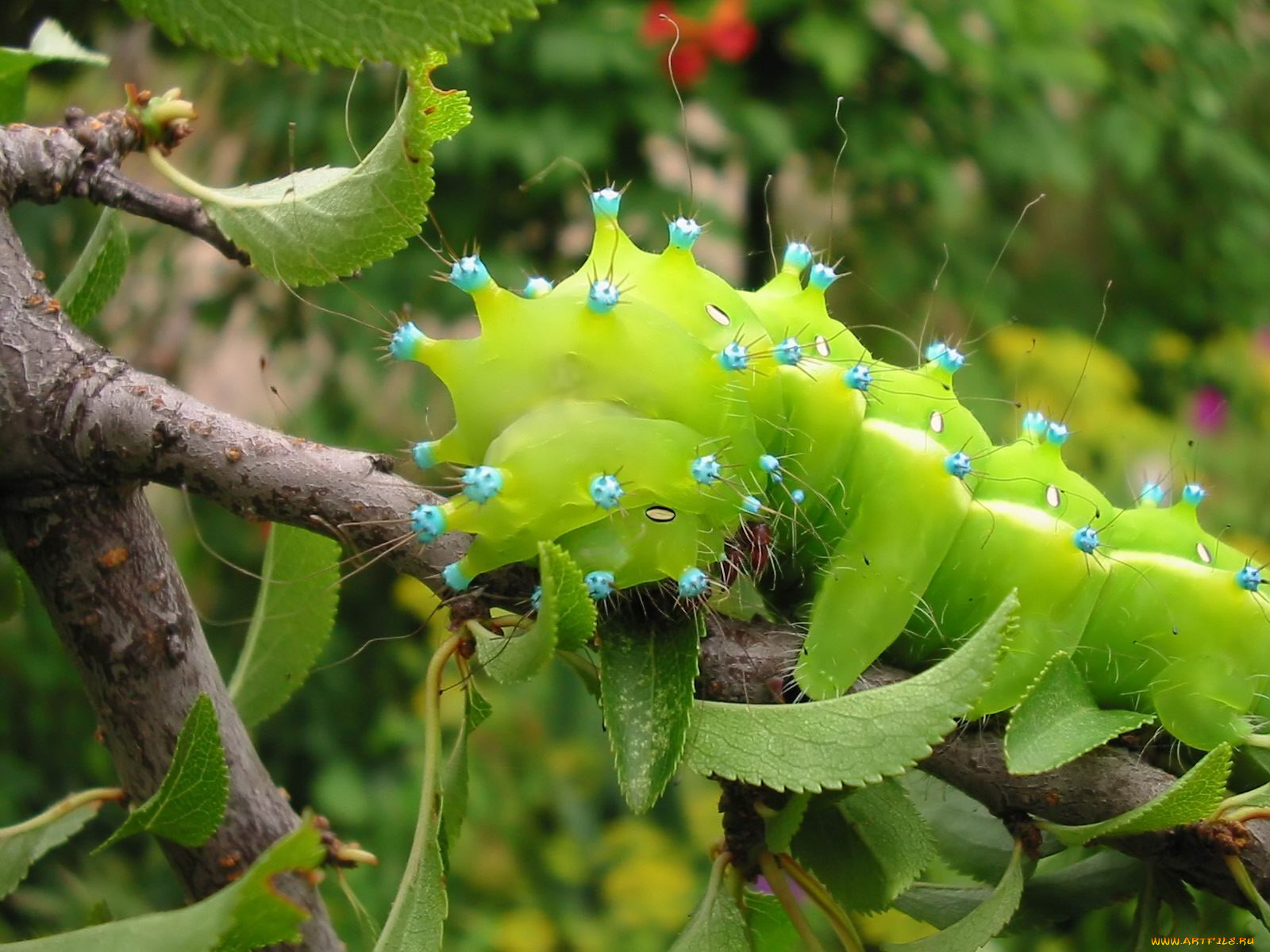 luchien, красавица, или, чудовище, животные, гусеницы
