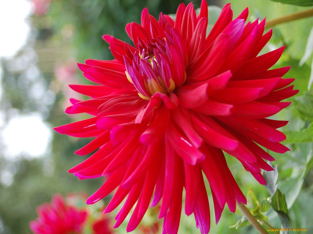 цветы, георгины