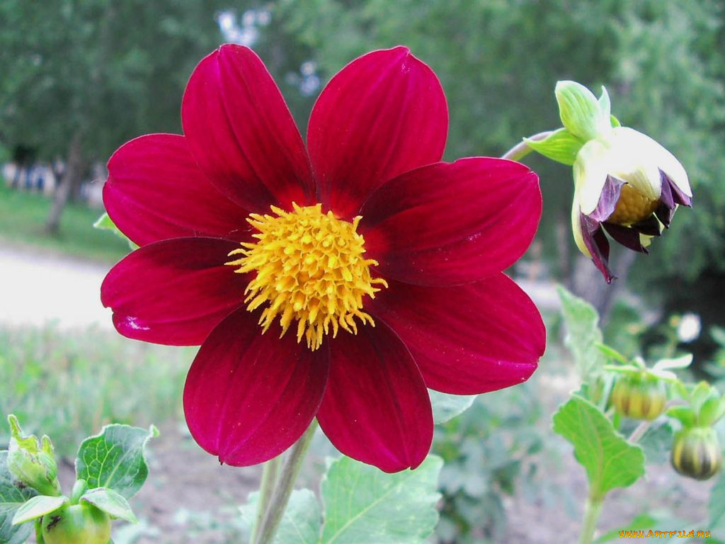 цветы, георгины