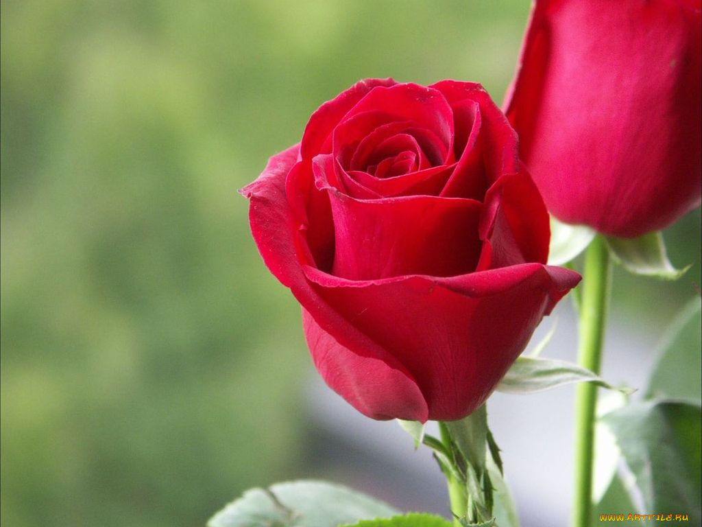 цветы, розы