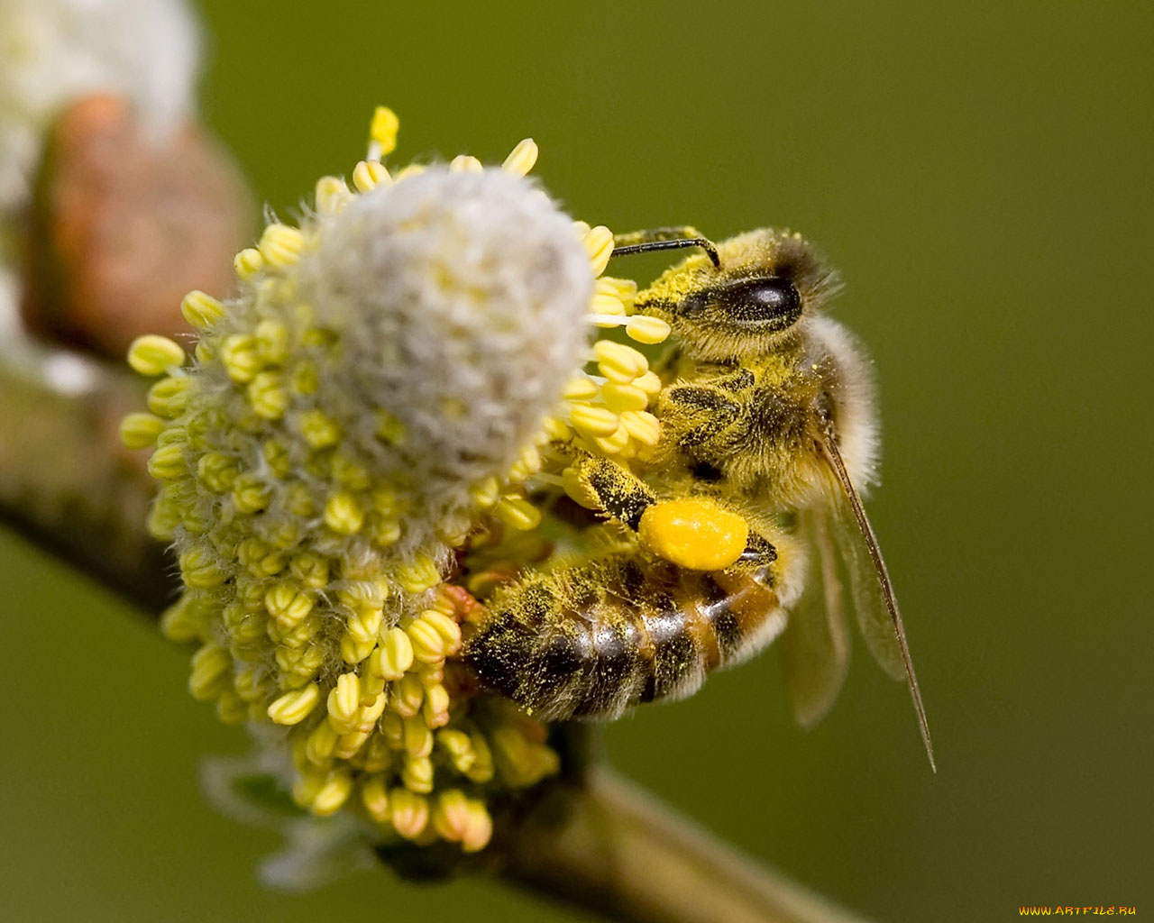 животные, пчелы, осы, шмели