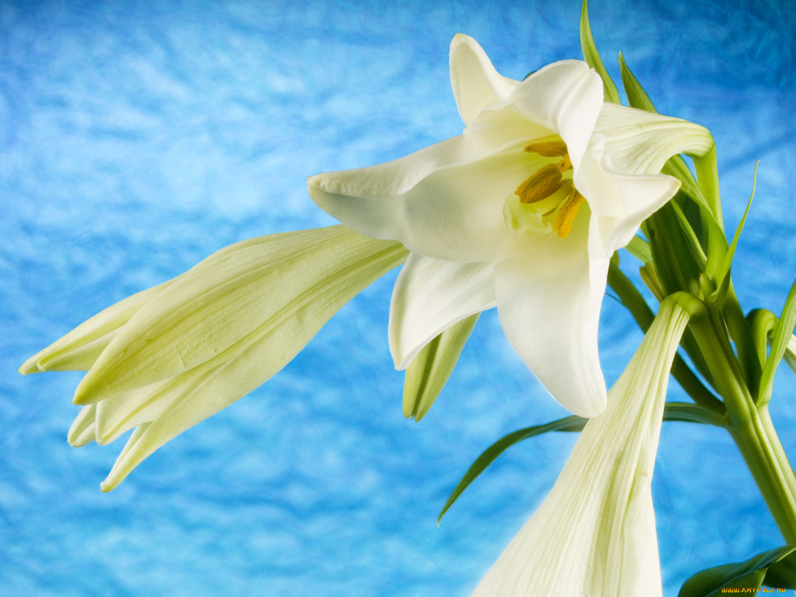 цветы, амариллисы, гиппеаструмы