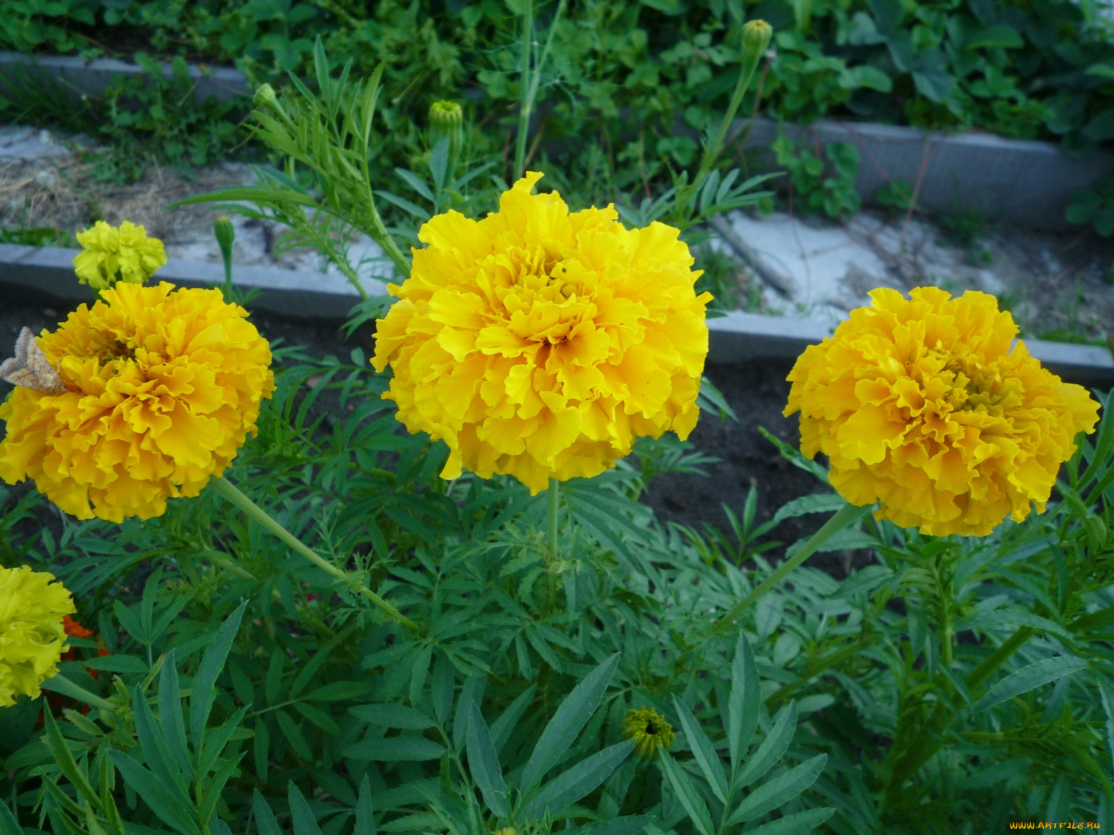 цветы, бархатцы